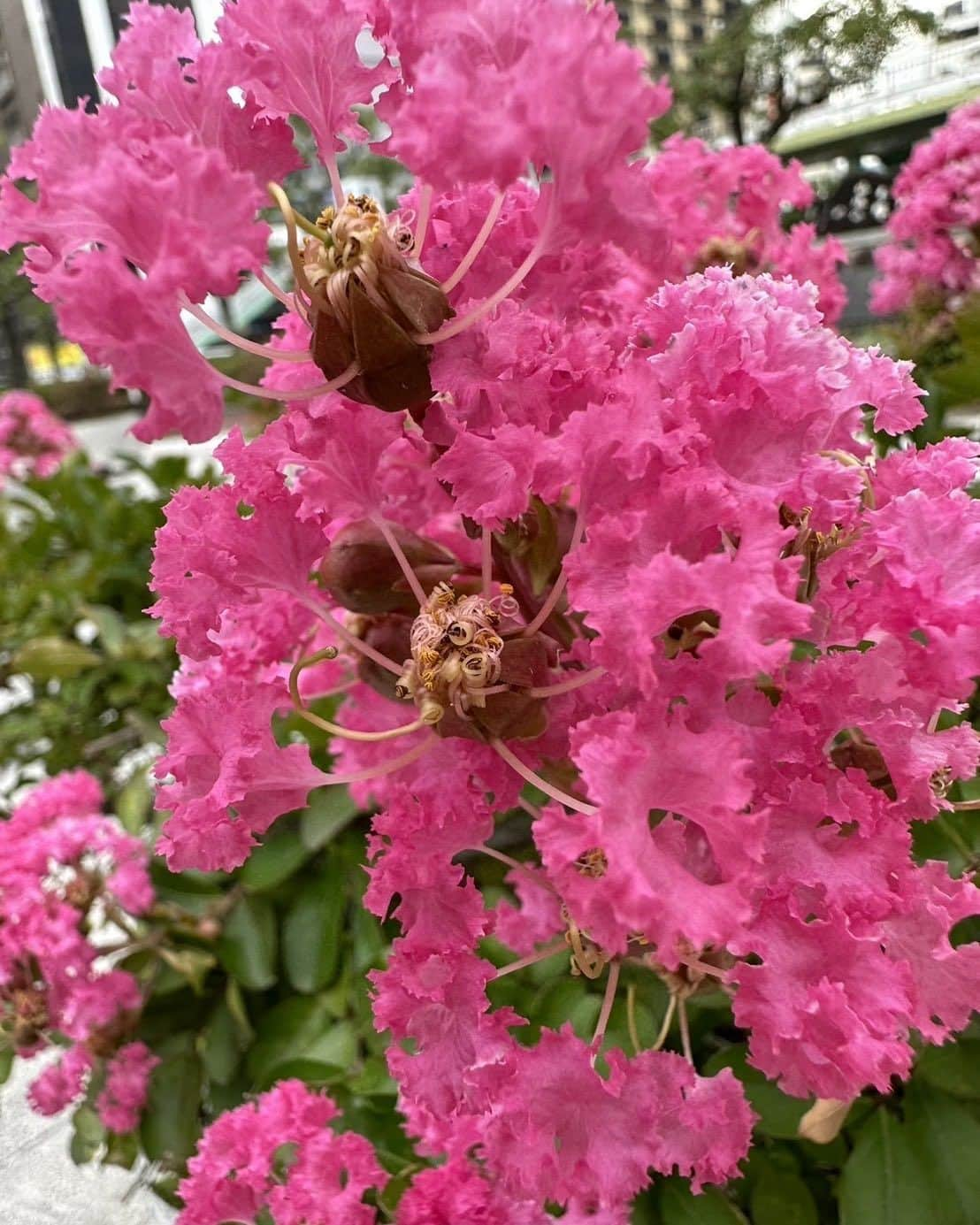 天童よしみさんのインスタグラム写真 - (天童よしみInstagram)「サルスベリの花です　お見事です 綺麗ですね  #爽やかに#サルスベリ#優しい#ハッスル#昭和懐かしい#昭和の歌大好き #天童よしみ#演歌・歌謡曲#時代は変わらない#いつまでも#人生100年」7月16日 10時49分 - tendo_yoshimi_official