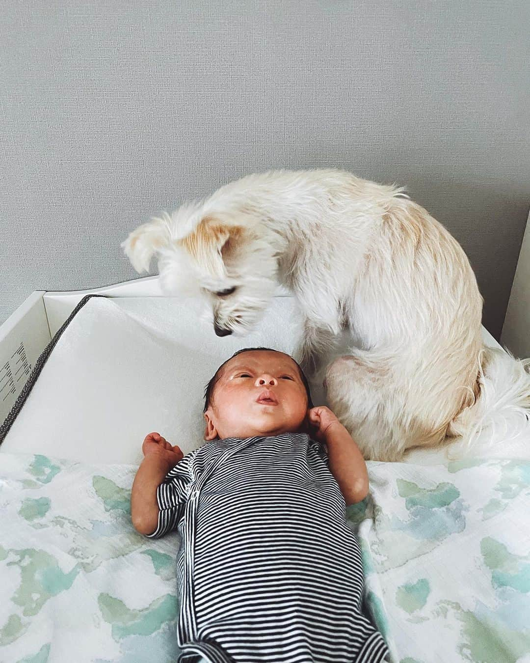 菊地舞美さんのインスタグラム写真 - (菊地舞美Instagram)「🐶👶🏻 ___________________________  はい！生きてます😂  「大丈夫？！」「元気？！」 と友人から心配のメッセージが届くので 久しぶりの投稿🪴  まもなく新生児期が終わろうとしている 息子。眉毛がなくなりました😂  1枚目の写真が今の日常です😂  上が元気な時のキラキラ幸せ写真✨ 下が現実。笑 暇さえあればベッドに直行、すこーんと白目剥いて寝てます。  ここ数日は大学ぶりのほぼ完徹が続いていたので 昨晩はミイラのような顔を見かねた 神様のような夫が  「夜間授乳やるよ🍼」と言ってくれて… 妊娠前ぶりに6時間寝ました。  途中、空耳で泣き声が聞こえてきて何度か飛び起きましたが🥲 これも母になった証拠なんだなと😅  仕事一筋でやってきた夫婦に 👶🏻がやってきて 生活が一変した1ヶ月。  慣れない育児に、寝不足が続き 「こんなにしんどいなんて…」と 泣きべそかいたりもしましたが  いろんな方が「1人じゃないよ！」「わかるわかる！」とLINEやメッセージをくれたり 差し入れを送ってくれたり アメリカの友人は時差を利用して深夜の授乳中に話し相手になってくれたり🇺🇸  里帰りをしなかったのでどうなるかと思いましたが 周りの方に助けられてここまで来られました😭😭  息子も、生まれた時は2000gに届かない片手で持てる小さな身体だったのに 今は2800gにまで成長して 唸り声や泣き声は大人顔負けの太い声を出しています👶🏻🤣  そんなこんなで 現状はこんな感じでした！ 私は元気です🩵  来週の1ヶ月検診が終わったら お家に友人を招けるくらいの心の余裕が出てくると思うので🫡 みんなに抱っこしてもらいましょ👶🏻  —— #新生児 #新生児期 #新生児期もあとわずか #曜日感覚がなくなった #神夫 #脱皮中 #眉毛が無くなった」7月16日 10時58分 - maimi_kikuchi_reborn