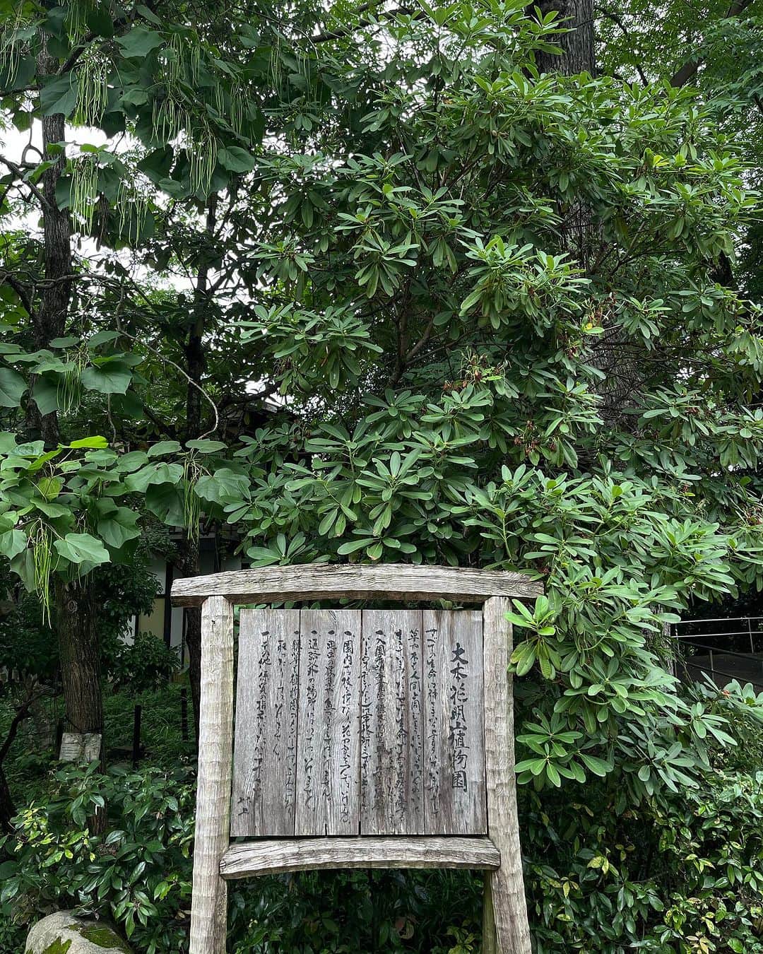 HERVA AKICOさんのインスタグラム写真 - (HERVA AKICOInstagram)「京都亀岡にある 大本花明植物園に行ってきました。  1951年に開演し、日本の野生植物を中心に約1,000種ほど栽培されています。今は、珍しい”キレンゲショウマ”が見頃と庭師さんが教えてくれました。  日本に育っていても、知らない植物は沢山。また季節が変わったら歩きにきたいと思います。  今の時期は虫除け、暑さ対策必須。 この植物は、誰でも無料で入園できます。  近くのカフェでタコライス食べて、 帰りは、初めてのトロッコ列車に乗って 嵐山から京都駅へ。  満喫。  連れてってくれて ありがとうございました😊  #亀岡#花明植物園#京都」7月16日 11時13分 - herva_akiko