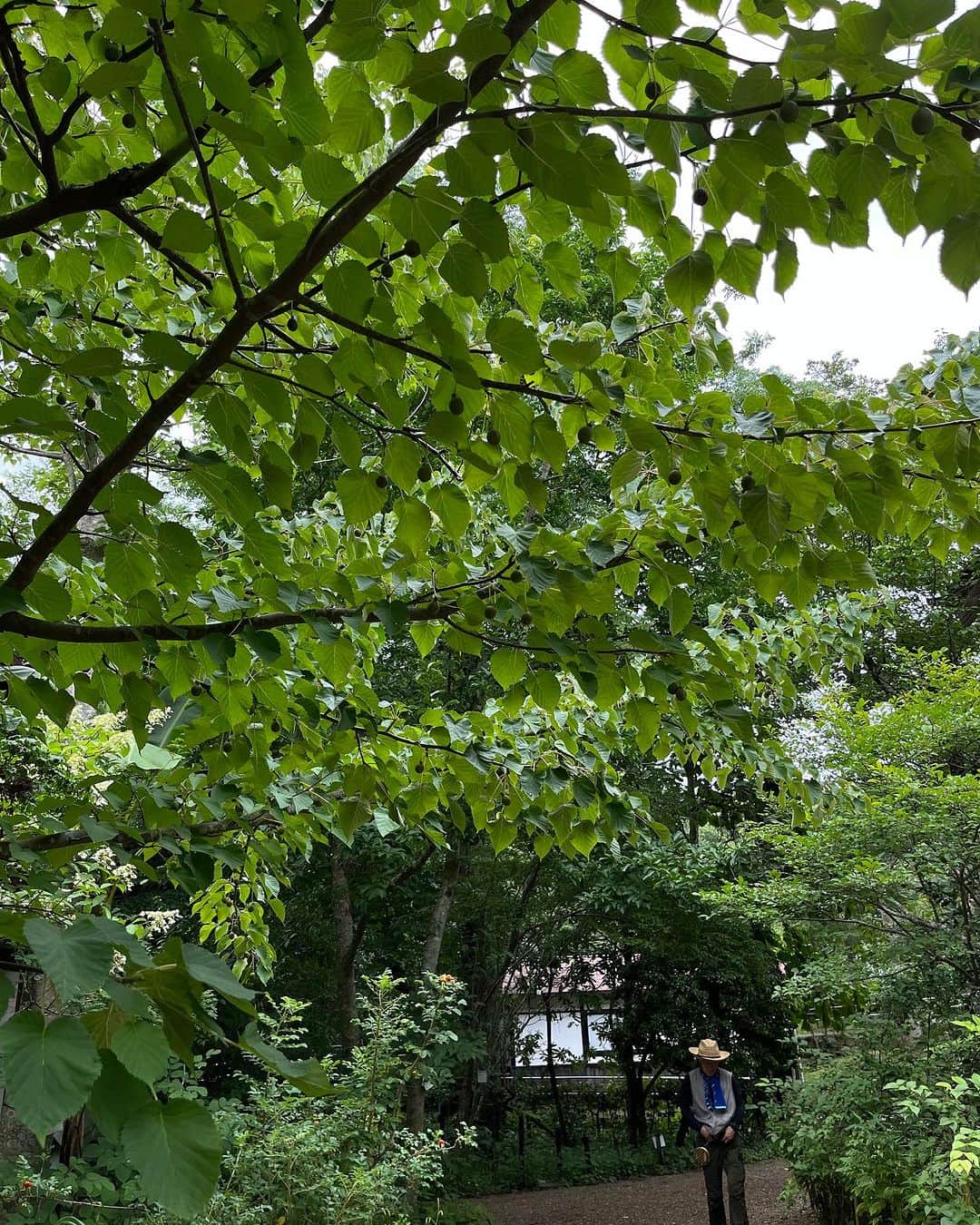 HERVA AKICOさんのインスタグラム写真 - (HERVA AKICOInstagram)「京都亀岡にある 大本花明植物園に行ってきました。  1951年に開演し、日本の野生植物を中心に約1,000種ほど栽培されています。今は、珍しい”キレンゲショウマ”が見頃と庭師さんが教えてくれました。  日本に育っていても、知らない植物は沢山。また季節が変わったら歩きにきたいと思います。  今の時期は虫除け、暑さ対策必須。 この植物は、誰でも無料で入園できます。  近くのカフェでタコライス食べて、 帰りは、初めてのトロッコ列車に乗って 嵐山から京都駅へ。  満喫。  連れてってくれて ありがとうございました😊  #亀岡#花明植物園#京都」7月16日 11時13分 - herva_akiko