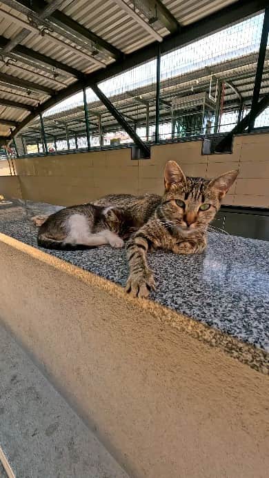 感動猫動画のインスタグラム：「駅のエスカレーター横に猫親子 #istanbul #トルコ #イスタンブール #猫 #感動猫動画」