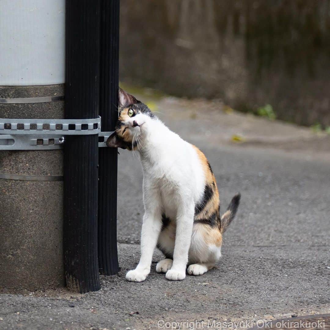 Masayukiのインスタグラム：「はて？  #cat #ねこ #猫 #東京カメラ部 #nekoclub  #mmgtw #my_eos_photo  #yourshotphotographer」