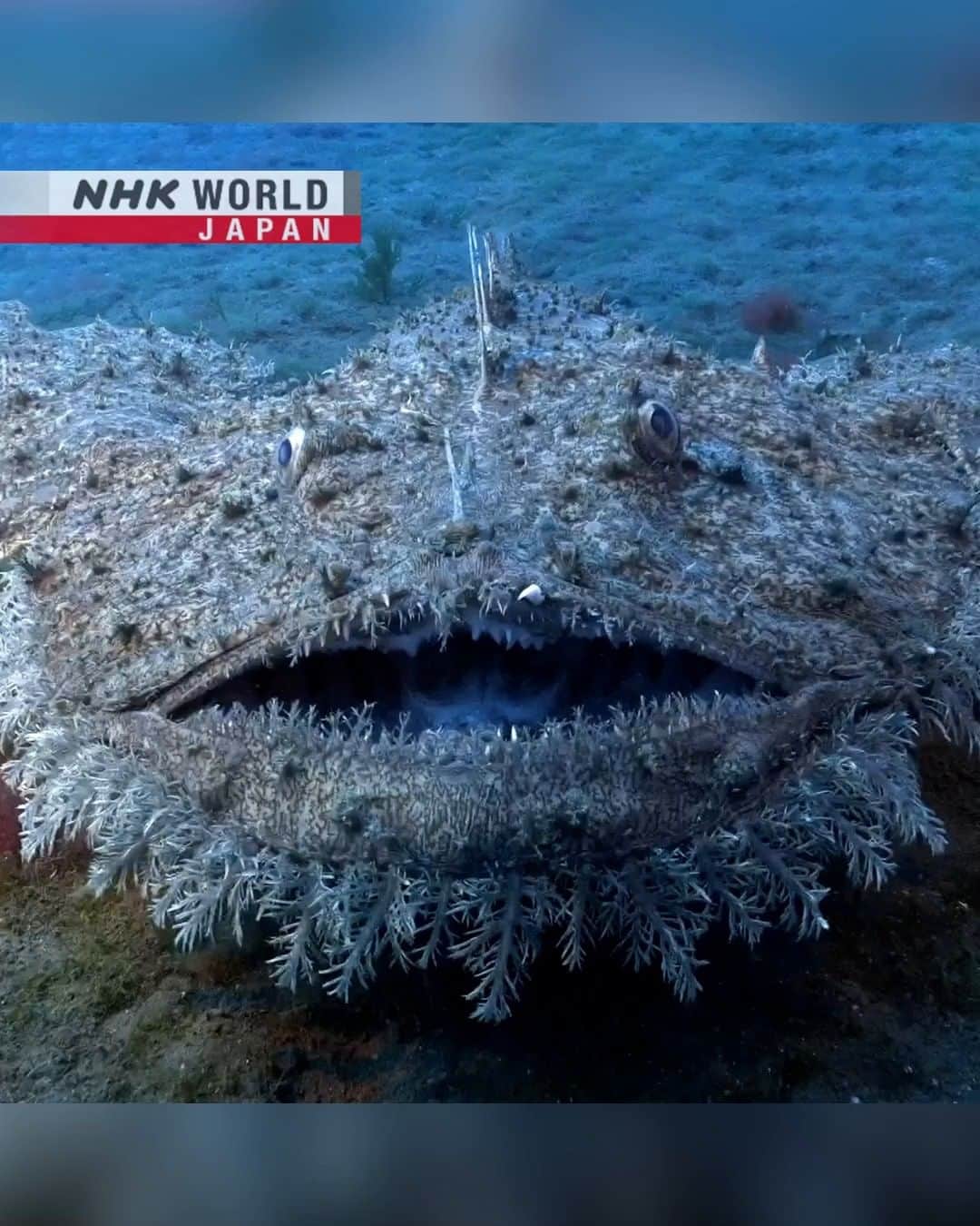 NHK「WORLD-JAPAN」のインスタグラム