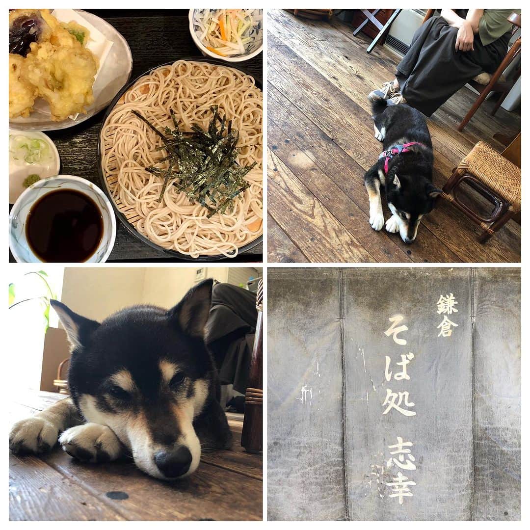 井上幸太郎のインスタグラム：「鎌倉、日曜日、蕎麦、犬。 休日、なう。」