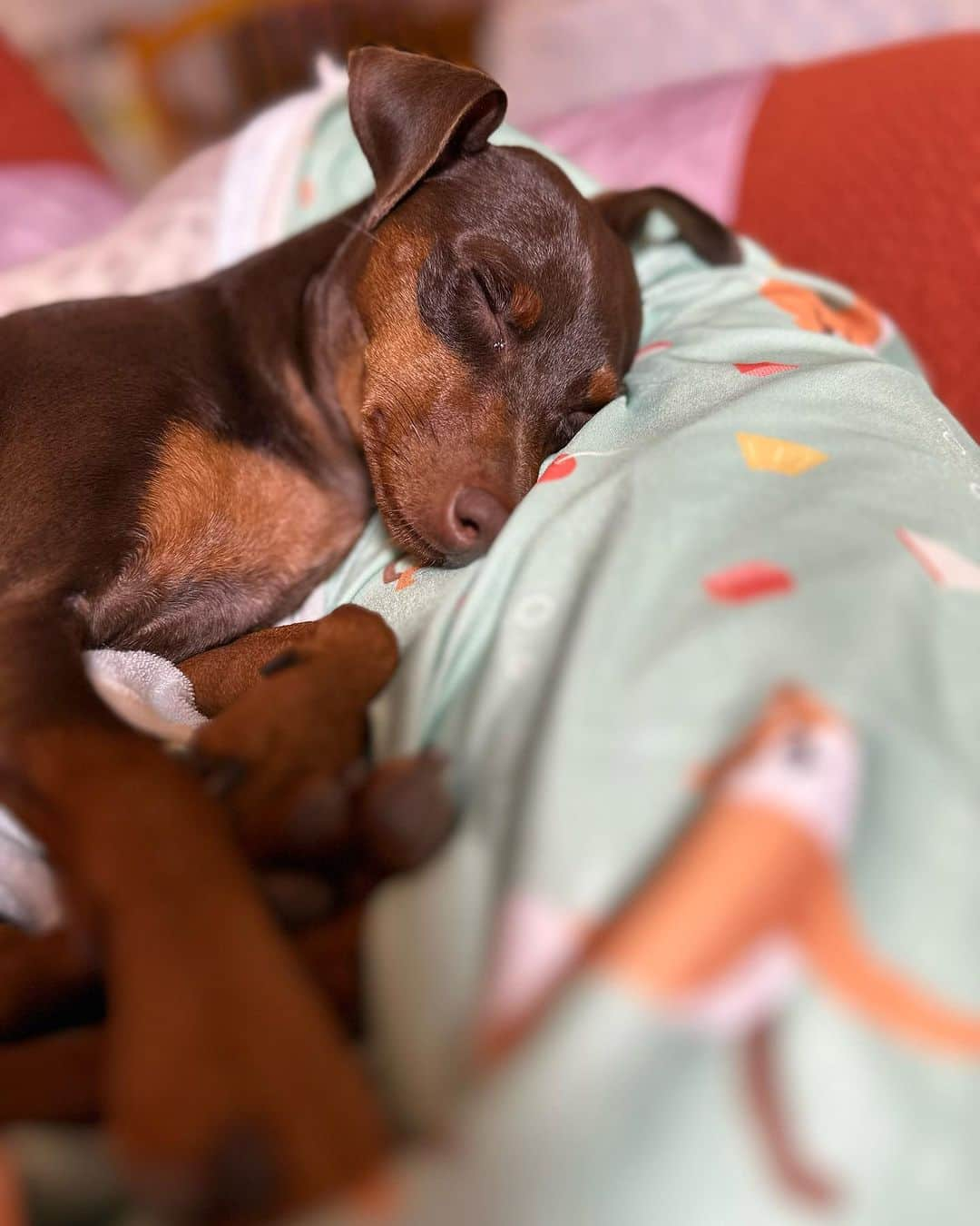 金月真美さんのインスタグラム写真 - (金月真美Instagram)「寝てると天使🤣💕 ああ、可愛い  #miniaturepinscher #miniaturepinschersofinstagram  #ミニチュアピンシャー #金月真美」7月16日 13時56分 - mami_kingetsu