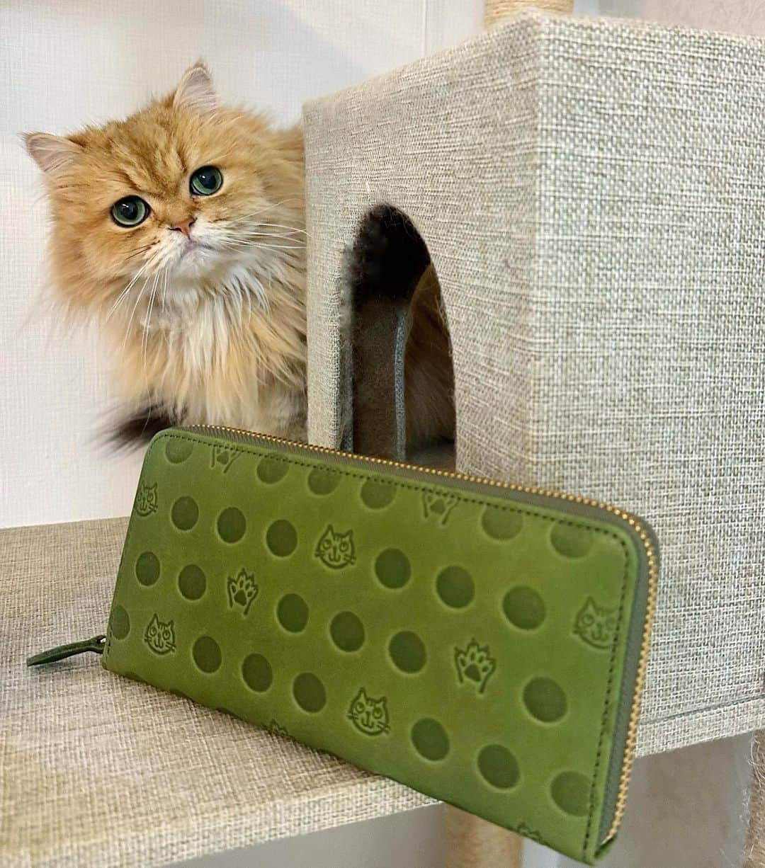 manami☺︎satoのインスタグラム：「⑅⃛  ＼猫と肉球の型押しがかわいい！🐈⸒⸒⸒⸒🐾／  @atelier_kyoto_nishijin  さんの 猫ちゃん財布 ◡̈  表情と肉球がかわいくて🥰 お財布を出すのが楽しみになります𓂃 𓈒𓏸◌  革本来の風合いを出来るだけ残した素上げの牛革を 使用しているそう◎  柔らかい色味と風合いのレザーが、肌になじんで 心地いいです  ︎︎︎︎☑︎すべてハンドメイド ︎︎︎︎☑︎日本製 ︎︎︎︎☑︎耐久性◎  内側には抗菌・抗ウイルス加工の裏地を使用していて 機能性も👌🏻 ̖́-‬  かわいくて高品質！ 長く大事に使うことができていいですよね🐾  カードもたくさん入って小銭も出し入れしやすいので ストレスフリー◎  猫モチーフのグッズが増えていくのが幸せだ🥹  🐈🐈‍⬛⸒⸒⸒⸒  PR ▸▸▸ @atelier_kyoto_nishijin #財布 #猫財布 #牛革財布 #日本製 #ハンドメイド #大人可愛い #猫好きにおススメ #atelierkyotonishijin」