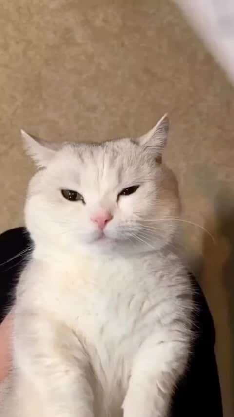 シェパードのインスタグラム：「Choose your mood」