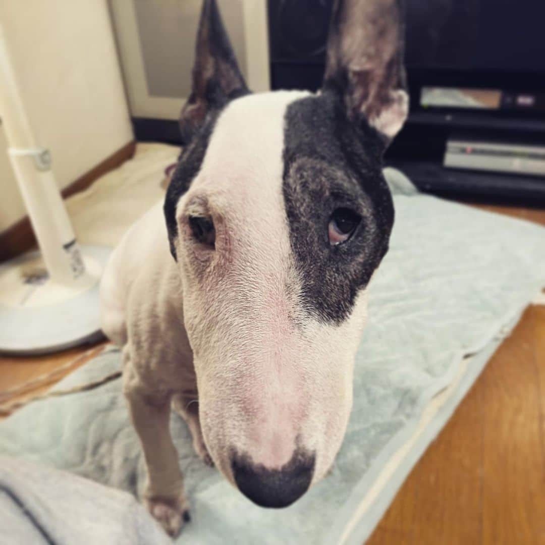 のインスタグラム：「#minituru#bull#terrier#minibullterrier#miniturubullterrier#dog#dogstagram#cute#qtaro#love#family#ミニチュア#ブルテリア#ミニチュアブルテリア#Q太郎」