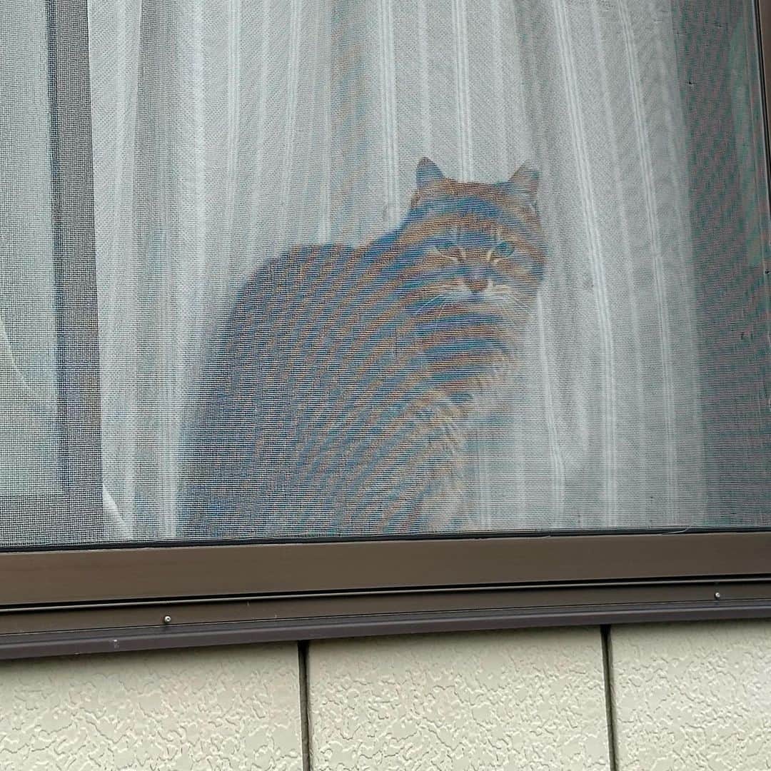 やふさんのインスタグラム写真 - (やふInstagram)「散歩で出会った猫ちゃん。網戸越しにこんにちは。 . #cat #neko #catlovers #catsofinstagram #catstagram #instacat #猫 #ねこ #ネコ」7月16日 17時09分 - kyafy