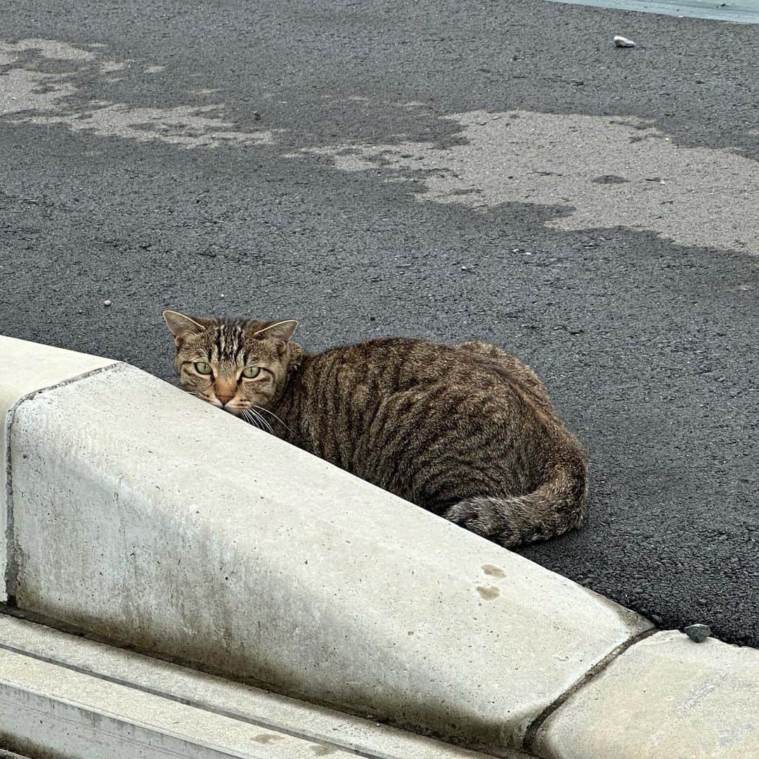 やふさんのインスタグラム写真 - (やふInstagram)「こちらはランニング中出会った猫ちゃん。縁石に一体化して隠れてるつもり。 . #cat #neko #catlovers #catsofinstagram #catstagram #instacat #猫 #ねこ #ネコ」7月16日 17時10分 - kyafy