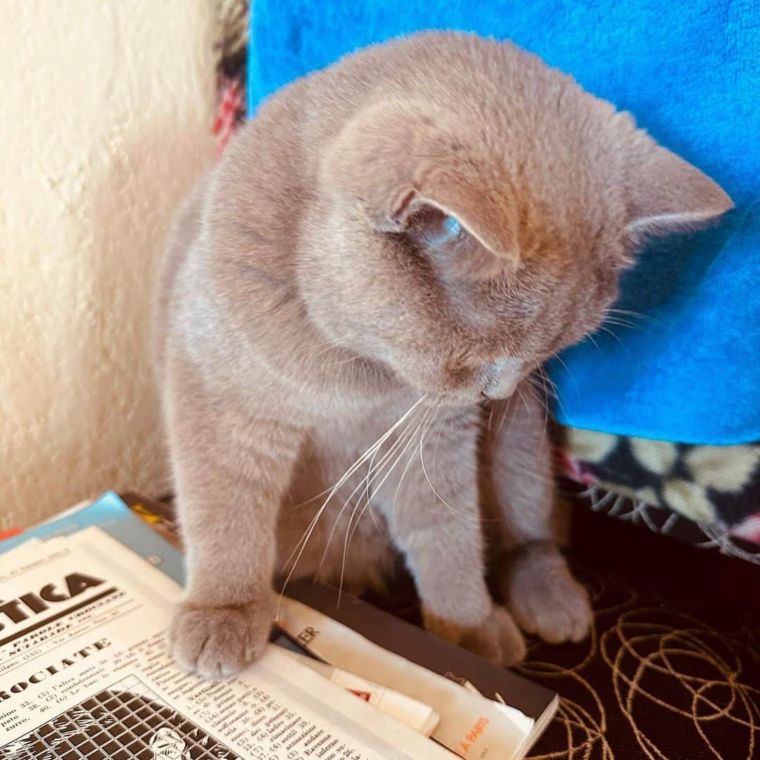 カーラ・ブルーニさんのインスタグラム写真 - (カーラ・ブルーニInstagram)「Taipina & la settimana enigmistica 😽 Buona domenica a tutti voi cari amici 💕 It means: my cat likes to do crosswords ✍️😽✍️」7月16日 17時39分 - carlabruniofficial