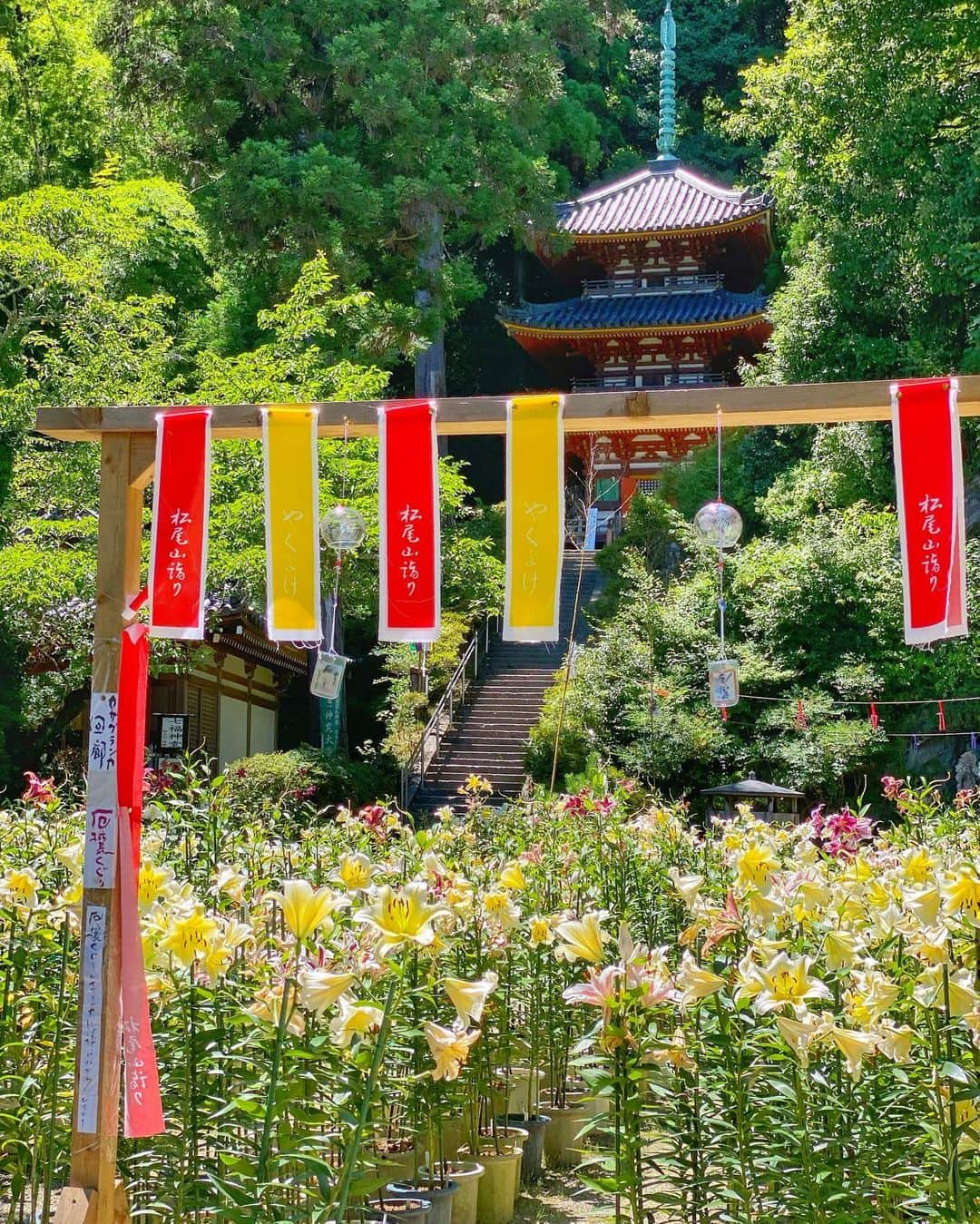 hama_aki_pppのインスタグラム：「奈良県大和郡山市#松尾寺 (スライドしてください) Location Nara Japan (Swipe)   Date.2023.07.16   今年も行きました💨 カサブランカの松尾寺　 境内いっぱいに甘い香りが立ち込めていました🍃🍃 暑い1日でしたが良い香りに包まれ良いお参りが出来ました  #神社仏閣　 #寺社仏閣  #花の寺  #松尾寺カサブランカ  #カサブランカ  #わたしは奈良派  #奈良県景観資産　　 #日本庭園  #おとな旅プレミアム  #こころから  #タビジェニ  #j_flower_shots  #sorakataphoto  #rakutentravel  #japanese_gardens  #otonatabi_japan  #histrip_japan  #はなすたぐらむ  #絶景事典  #loves_united_flora  #ptk_japan  #cooljapan  #flower_igers  #ig_flowers  #japanesetemple #japanesegarden  #iphonephotography  #iphoneonly  #iphonephotographer」