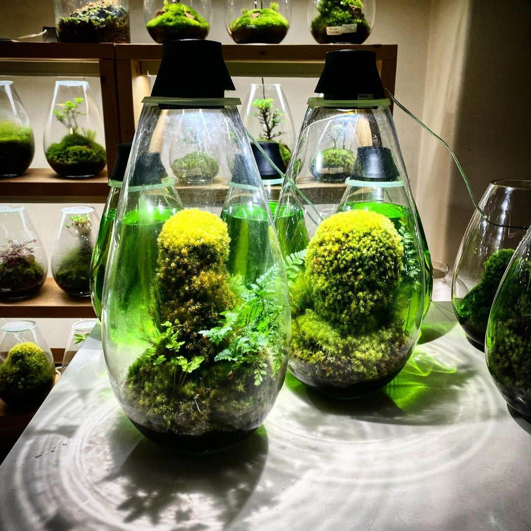 Mosslight-LEDさんのインスタグラム写真 - (Mosslight-LEDInstagram)「Mosslight  #mosslight #モスライト  #terrarim#テラリウム #moss#苔#コケ#paludariums #パルダリウム #terrariums#terariums #terariumdesign #terrariumsdesigns#lightart」7月16日 18時18分 - mosslight1955