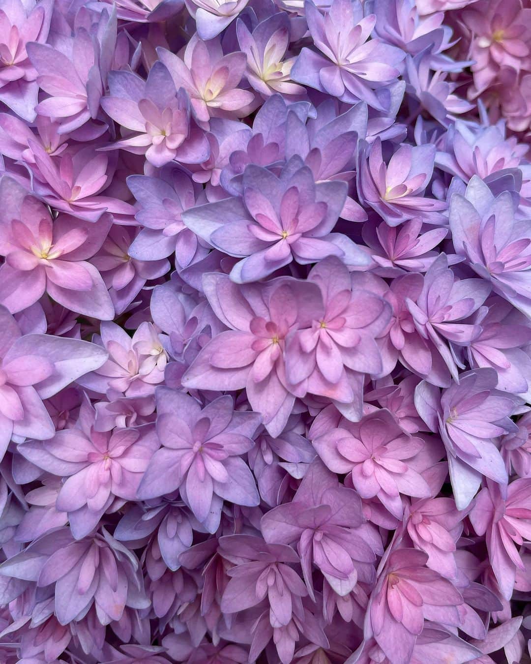 文音さんのインスタグラム写真 - (文音Instagram)「☔️🎐 紫陽花の花びらは 一枚一枚こんなにも素敵な色をしているのかと 自然が生み出す色は何者にも敵わないと 梅雨の時期にしか咲かない花に 儚い美しさを添えて愛でる そんな晴れた梅雨の日曜日。🌿 3連休のど真ん中🙂  The ephemeral beauty of hydrangea.   #紫陽花 #hydrengea 🪷」7月16日 18時49分 - ayanestagram_official