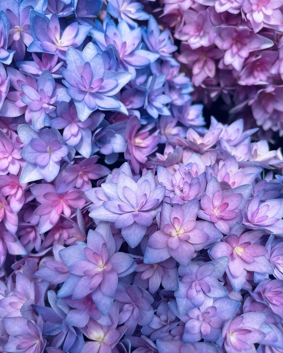 文音のインスタグラム：「☔️🎐 紫陽花の花びらは 一枚一枚こんなにも素敵な色をしているのかと 自然が生み出す色は何者にも敵わないと 梅雨の時期にしか咲かない花に 儚い美しさを添えて愛でる そんな晴れた梅雨の日曜日。🌿 3連休のど真ん中🙂  The ephemeral beauty of hydrangea.   #紫陽花 #hydrengea 🪷」