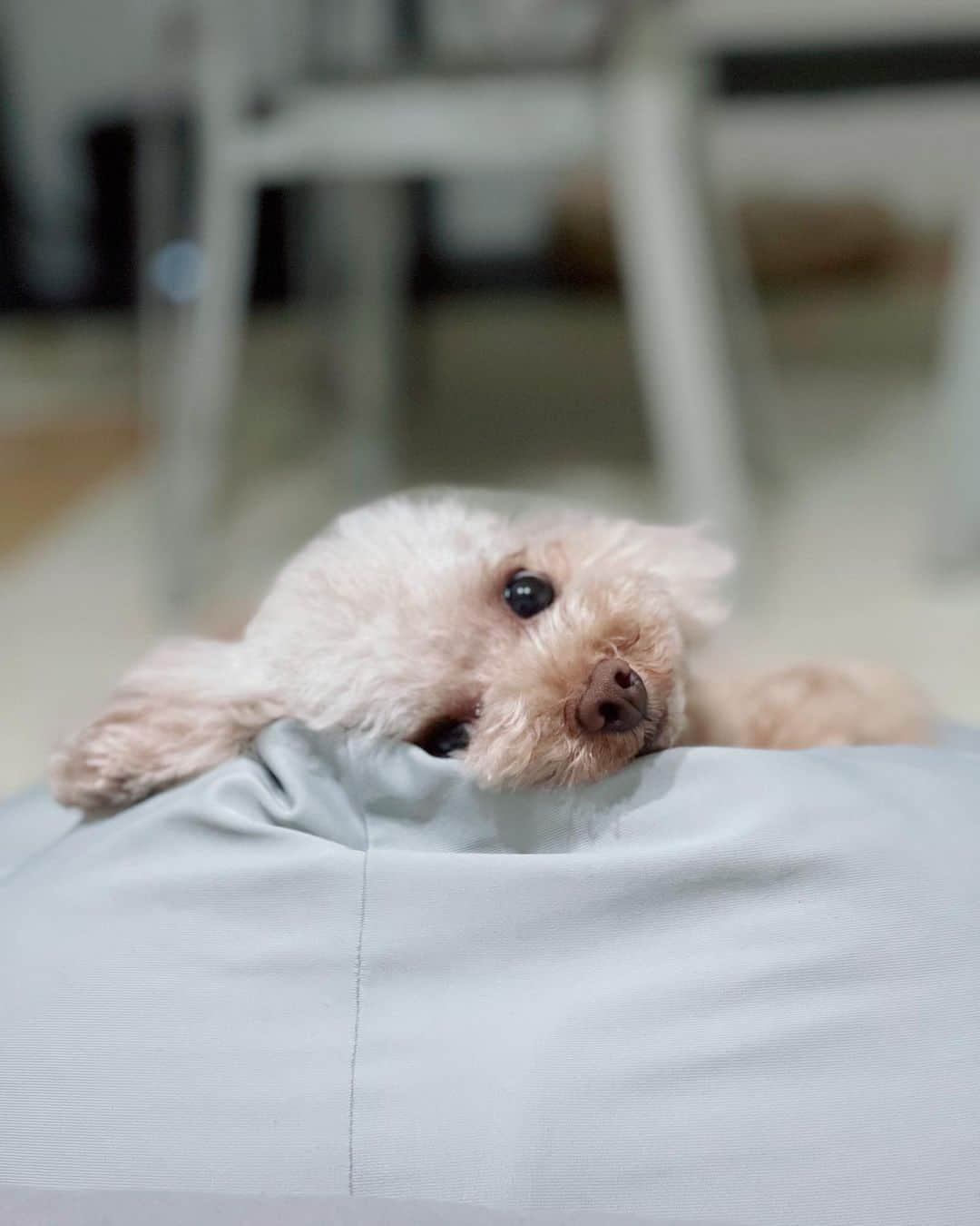 高嶋香帆のインスタグラム：「犬さん達の為に今日も頑張らねばって思うよ、ありがとう🥰」