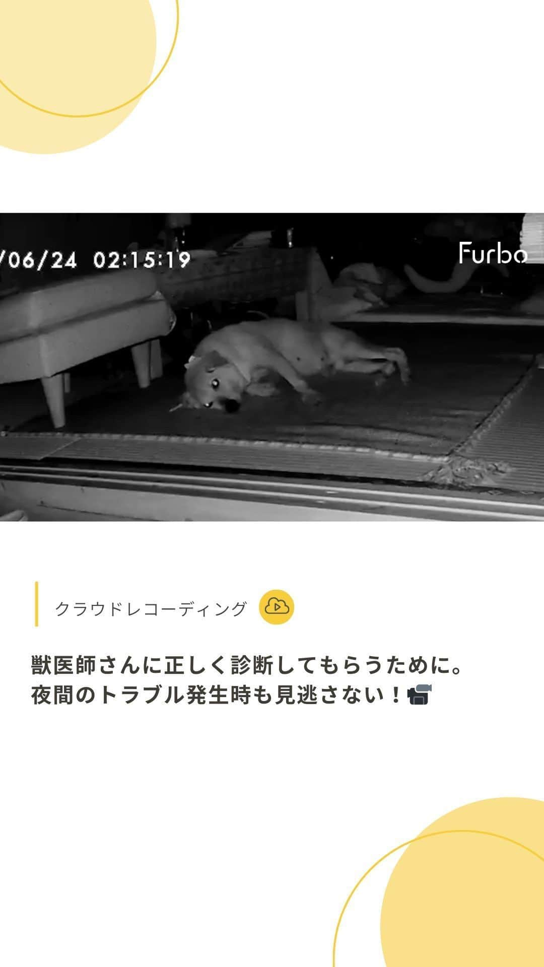 Furbo ドッグカメラのインスタグラム：「「夜更かしをしていた家族がすぐ気づいて助けに入り、万が一を考えて骨折の応急処置をしましたが……私たちが住んでいる離島には動物病院がないため、すぐに診察へ連れて行くことができず非常に心配でした。  そのとき、ふと思いついてFurboのクラウドレコーディングを見返してみたところ、真っ暗な部屋で起きたトラブルにも関わらず、当時のちゃぶろうの様子がしっかりと録画されていました！  すぐにその動画を保存し、近くの島の獣医師さんにチャットでお送りしたところ、骨折ではないと診断いただき、より適切な対処法を教えてもらうことができました。今ではまた前脚を使って立つことができるようになっています！  離島に住んでいる私たちだけではなく、シニア犬と暮らす全ての飼い主さんにFurboを知ってほしいと感じた出来事でした。 Furboありがとう！これからもお世話になります」 ✍️: @chap_4792   ちゃぶろう君が元気になってよかったです🥰  Furboドッグカメラ360°ビューなら、 暗いお部屋の中にいるワンちゃんも 暗視モードで鮮やかに撮影し、  クラウドレコーディングで 自動録画します🎥✨  クラウドレコーディングは AI活用型サービスの 「Furboドッグシッター」限定機能ですが、  今ならFurbo本体との同時購入で 今年最安値でGETできてしまいます！💡  夜間のシニア犬の見守りに不安がある方は、 ぜひプロフィールリンク🔗から セールページをチェックしてみてください🐕💓  ⇨⇨⇨ @furbo_japan   #Furbo #ファーボ #ファーボは見た #ファーボでお留守番できるもん #ドッグカメラ #ペットカメラ #見守りカメラ #お留守番カメラ #犬好きな人と繋がりたい #犬すたぐらむ #シニア犬 #シニア犬との暮らし #シニア犬のいる暮らし」