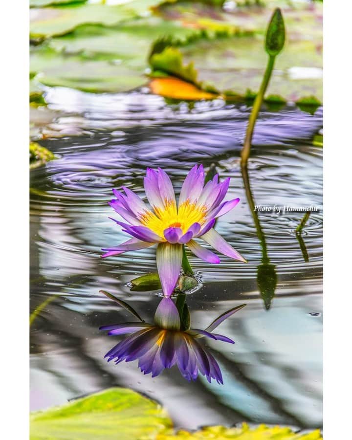 花の写真館のインスタグラム：「Photo by 雨宮 濱人. . Original Post[投稿いただいたURL] https://www.facebook.com/photo.php?fbid=2566939096770521 . 本アカウントは、 #私の花の写真 をつけてInstagramに投稿された皆さまの花の写真や、「花の写真館」Facebookページで投稿された花の写真を紹介します。 「花の写真館」Facebookページは、「 @floral.photograph 」のプロフィールにあるURLからご覧ください。 . ※各種法令、マナー、関係者の指示に従った撮影をお願いします。 *Please ensure that your photography adheres to all relevant laws, etiquette, and instructions issued by authorized persons. ※本アカウントは東京カメラ部がFacebook、Instagramのサービスを利用して運営しているもので、Meta社・Instagramとは一切関係ありません。 . #花の写真館 #floralphotograph #floralphoto #flower #flowers Follow: @floral.photograph」