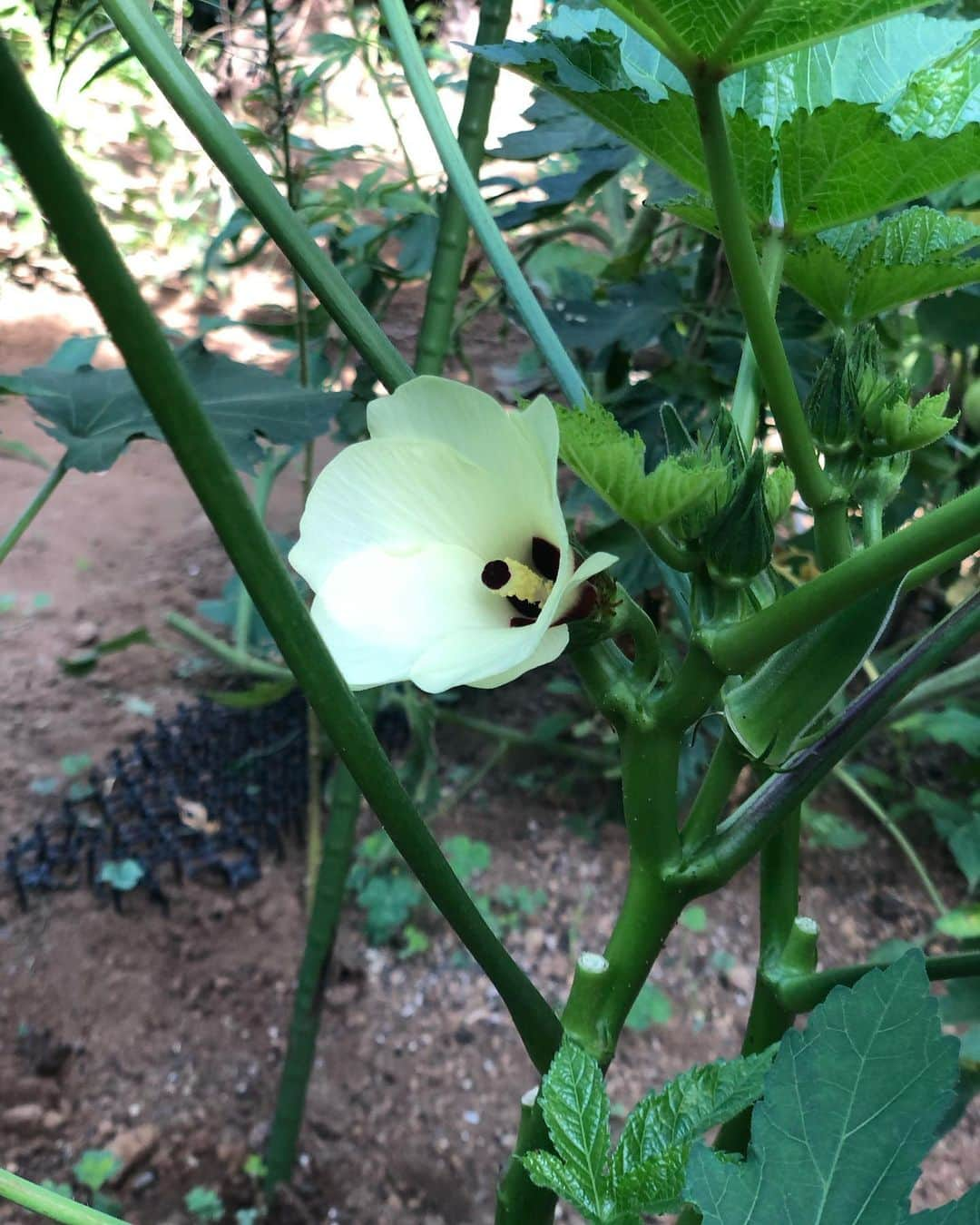 佐藤弥生さんのインスタグラム写真 - (佐藤弥生Instagram)「🇪🇸 我が家のガスパチョ 🍅🥒お庭のトマトときゅうりの出番です！w まずはタバスコとレモン汁で爽やかスープ✨🍋 うま〜っ 翌日は和風🇯🇵ガスパチョそうめん❗️ 試しに作ってみた🌱紫蘇と茗荷のジェノベソースもめちゃくちゃおいしかった♪ 家族にも好評〜😆嬉しい〜ってか安心した😮‍💨 お庭のお野菜がコレになるの〜？と両親が喜んで食べてくれてなによりです😊 ブレンダーで簡単に出来るし、玉ねぎ麹や梅酢に変えても美味しいよ♪ 🥲素麺の器をキンキンに冷やしたら、曇って仕方がない... 器は両親が結婚当初からご愛用のnoritake 🍽️ #yayoscooking#ガスパチョ#ガスパチョそうめん#和風ガスパチョ#玉ねぎ麹レシピ#簡単レシピ#時短料理#オーガニック野菜#お庭のある暮らし#organic#やよいの庭」7月16日 19時57分 - yayoyayo_s