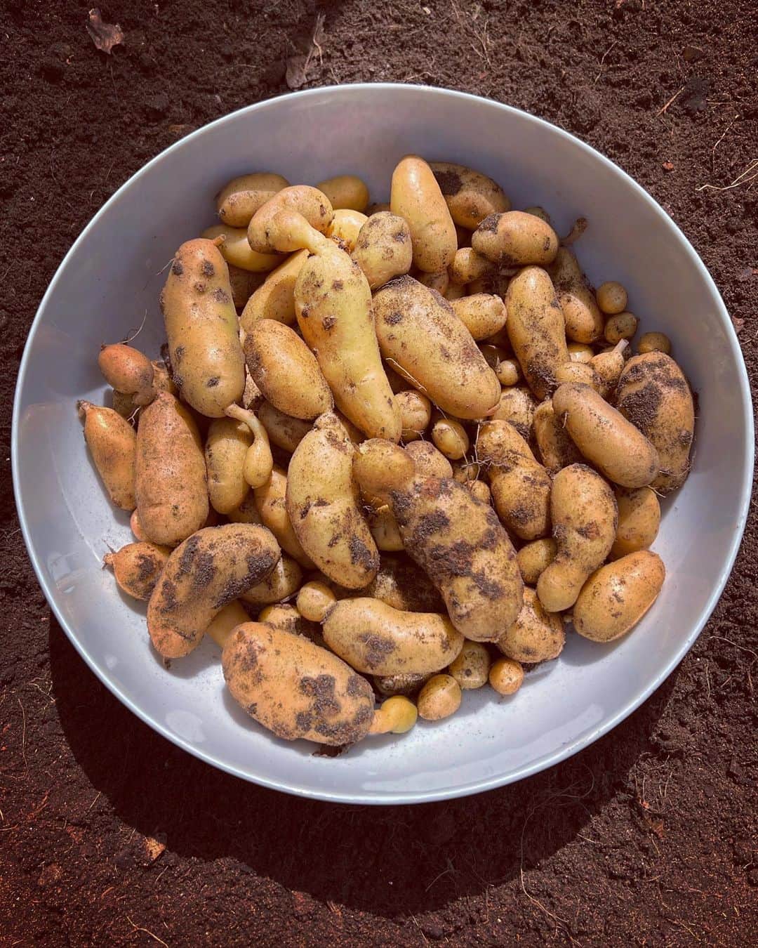 ニック・ナイトさんのインスタグラム写真 - (ニック・ナイトInstagram)「First crop of new potatoes ! Always such a pleasure and a joy to grow them and harvest them ! All these from 4 potatoes 🥔 ! Wonderful. My daughter asked my 4 year old grandson what he thought my job was …. " A farmer , of course ! " was his reply . I was very proud !」7月16日 20時05分 - nick_knight
