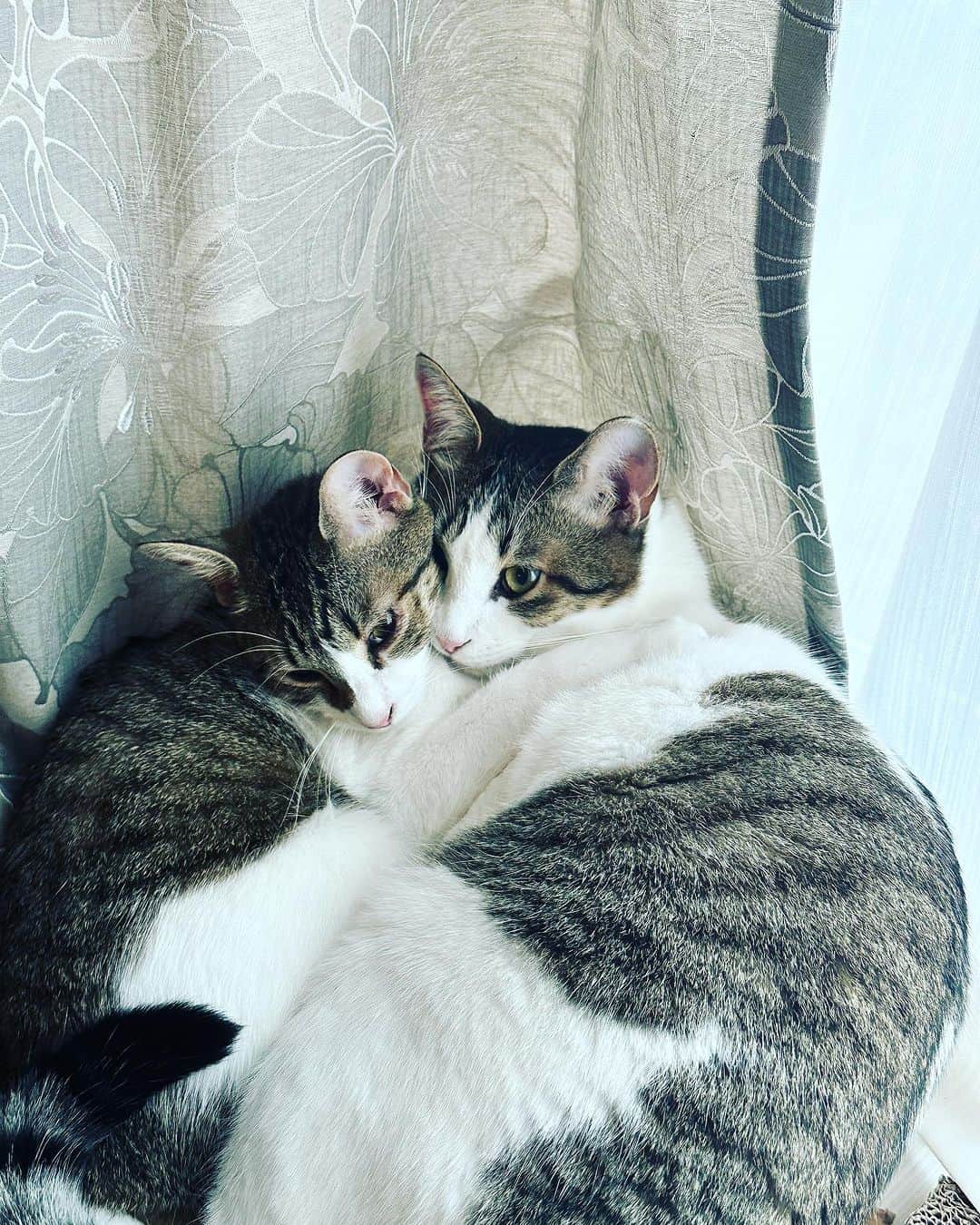 岩崎慧のインスタグラム：「仲良し兄妹。 #ねこのいる暮らし  #保護猫出身」