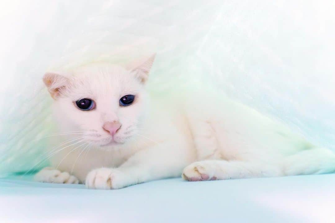プンクマのインスタグラム：「掛け布団をクリーニングに出して冷感敷きパッドとヒンヤリ掛け布団に変えて買い物に出ていたら先を越された。^_^; そして、チョット布団をめくったらウーウー唸っているし。笑 #青彩 #ブルーアイズ #猫 #ねこ #blueeyes #cat #neko #catlovers #catstagram」