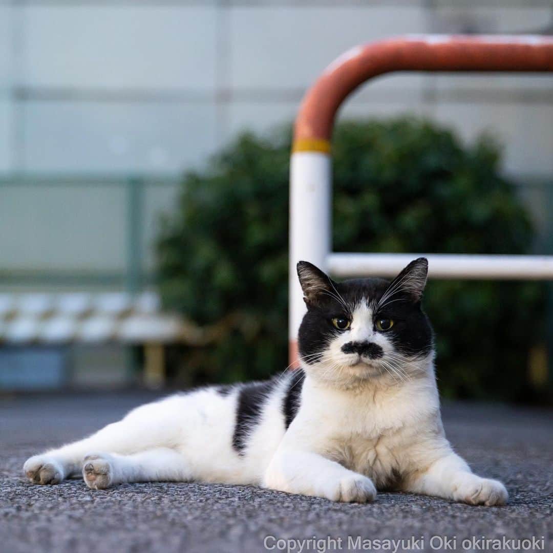 Masayukiのインスタグラム：「くつろぎもんじ。  #cat #ねこ #猫 #東京カメラ部 #nekoclub  #mmgtw #my_eos_photo  #yourshotphotographer」