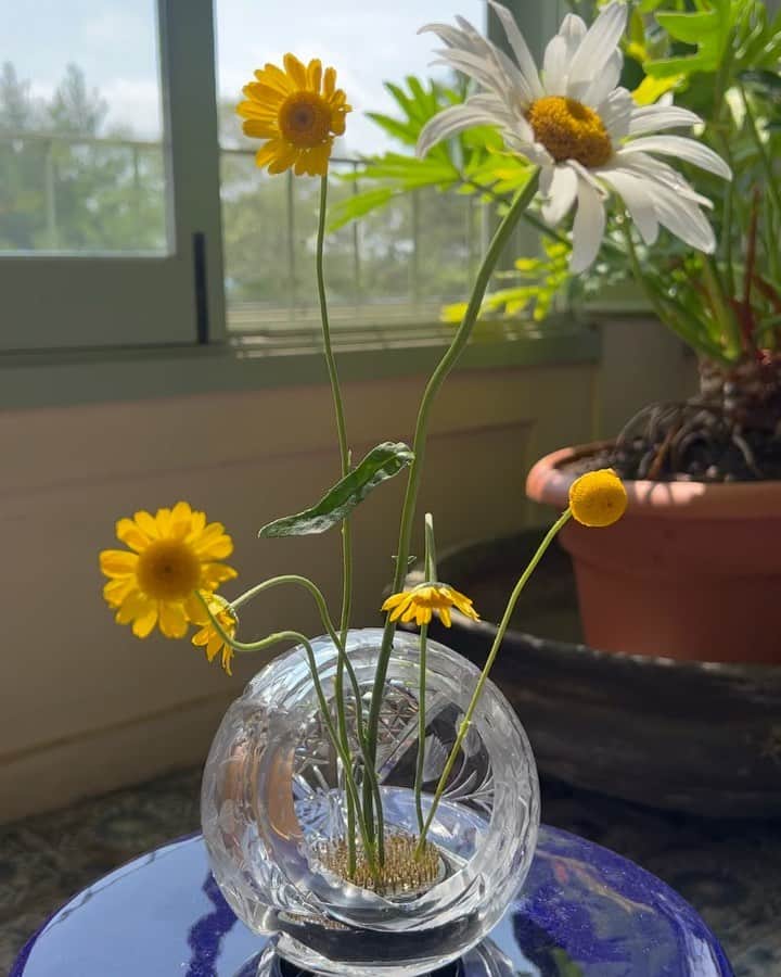 稲木ジョージのインスタグラム：「Freshly picked ikebana☺️✨」