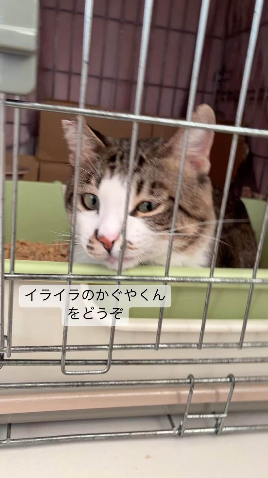 nozomiorideのインスタグラム：「イライラ💢  とと丸さんが受け身なのが、助かるね😅 子猫には寛容な子が多いですけど 大きな成猫だもんね  頑張ってます もうちょっとゆっくりやりたかったけど仕方がないね  #恥骨前尿道瘻形成手術  #バブい #きじとら#三毛猫#白猫#白黒猫 #キジトラ #保護猫 #術後服 #事故猫 #ねこのきもち #猫好きさんと繋がりたい  #保護猫 #きじしろ#キジシロ#きじしろ男子」