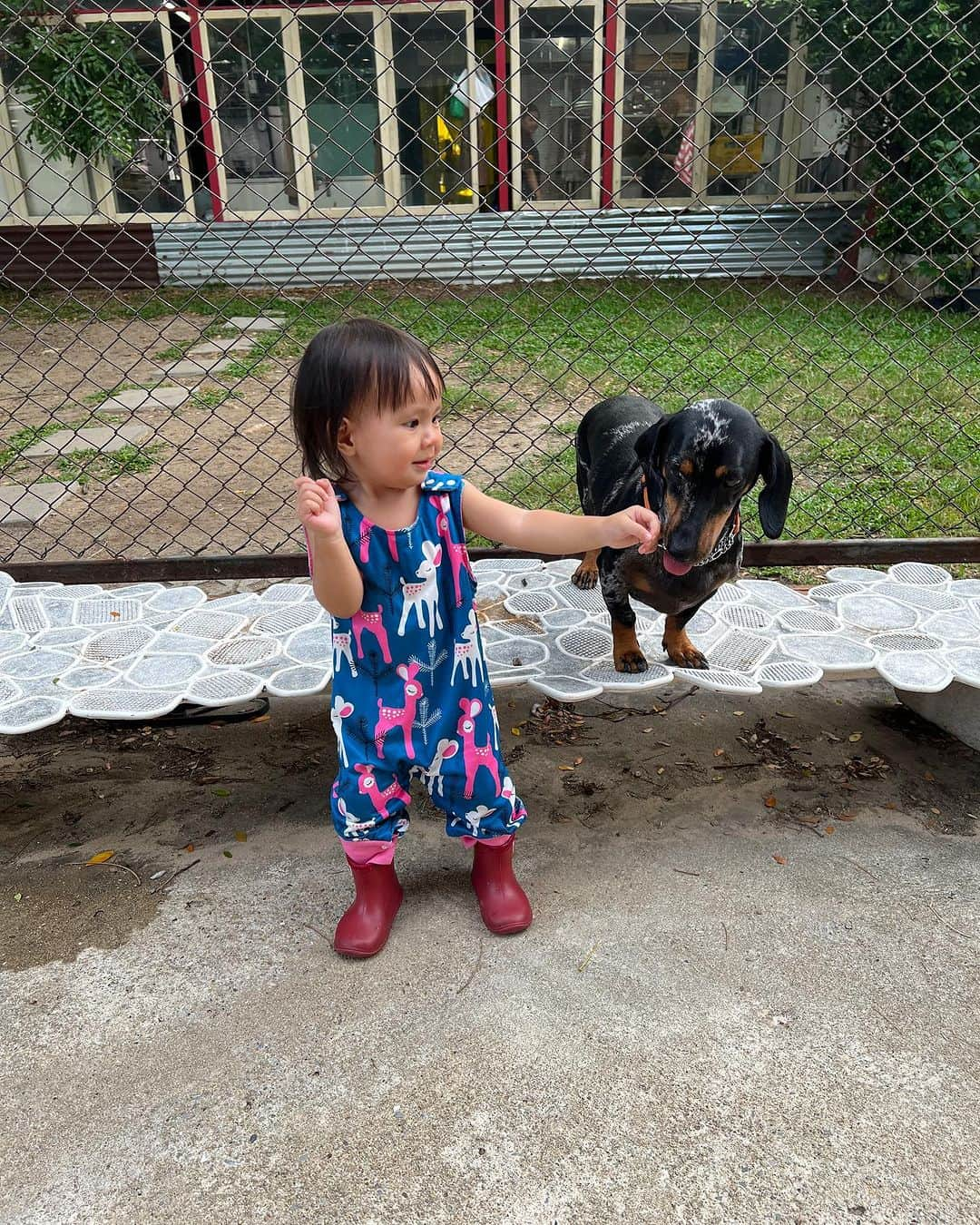 Hoykong&Plamuekさんのインスタグラム写真 - (Hoykong&PlamuekInstagram)「With my little human friend #น้องเมย #kuaglingdoxie #dachshundsofinstagram」7月16日 20時52分 - hoykongplamuek