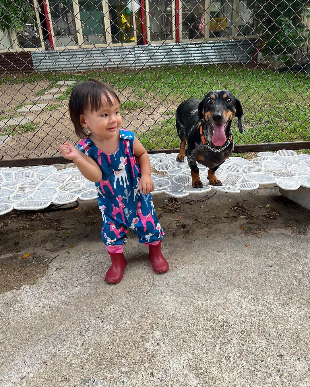 Hoykong&Plamuekさんのインスタグラム写真 - (Hoykong&PlamuekInstagram)「With my little human friend #น้องเมย #kuaglingdoxie #dachshundsofinstagram」7月16日 20時52分 - hoykongplamuek