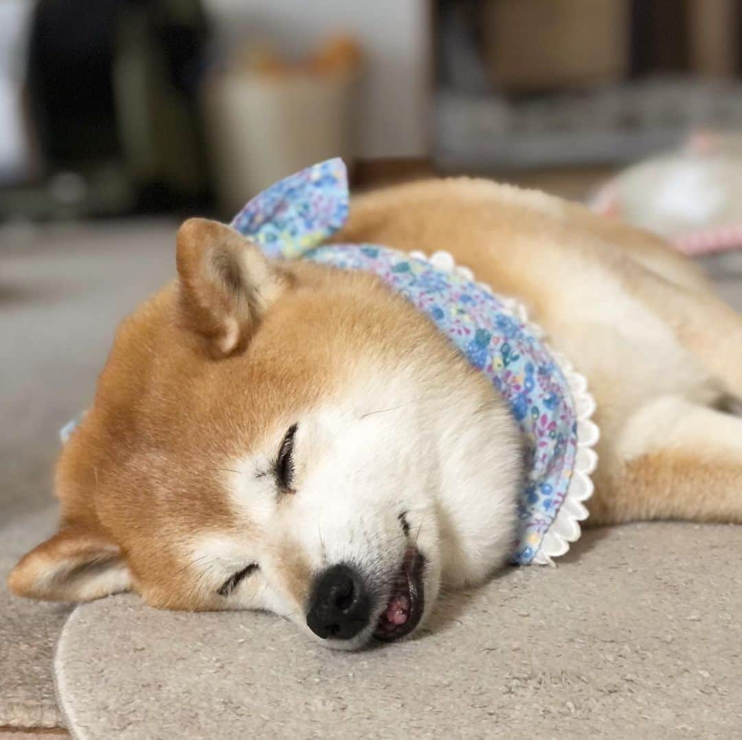 くるみのインスタグラム：「おやくるみなさい〜🌙 みんなゆっくりやすんでね🐻‍❄️」