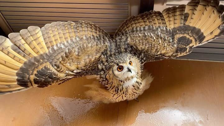 GEN3 Owlのインスタグラム：「毎日暑い日が続きます。 ガルーはシャワーが大好きです✨ @genz64  It's hot every day. Garu loves showers✨  #owl #owlgaru #フクロウ」