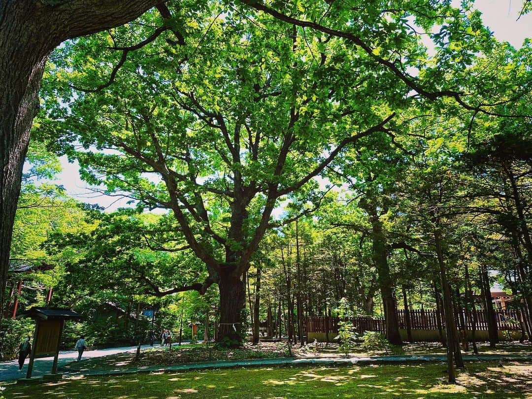 真瀬はるかのインスタグラム：「【札幌生活🧜‍♀️✨】  連日沢山の方にご観劇頂いて有り難い限りです🙏 カーテンコールで客席を見渡すと、小さなお客様にも日々たくさんお運びいただいているようで☺️✨  この中に、もしかしたら未来のアリエルやエリックがいるかもしれないと思うとなんだか胸熱でございます。  大きなお客様も小さなお客様も、何か人生の思い出の1ページになっていたらこの上ない幸せです。  この所、観劇後のキッズ達から直接感想を聞ける機会があったのですが、、、  エピソード①  👦「ねぇねぇ黄色いお姉さんのお靴は何色を履いてたの？？」  真瀬「んとね、黄色いお姉さんはね、人魚だからお靴はないんだよ☺️✨」  👦「ううん！お靴は何色を履いてたの！！」  真瀬「あ、えっとね、お姉さんはね、人魚だからね、足はなくって黄色いヒレだったと思うけど？」  👦「ううん！お靴！お姉さんのお靴は何色だっt…(以下このやり取りがあと2回ほど続く)」  (真瀬がタジタジになっていたのを悟られていませんように🙏)  ーーーーーーーーーー エピソード②  真瀬「今日楽しかったかな？何が楽しかったかな？？」  👧「んとね、アリエルとかカニさんとか…(色々楽しかった箇所を伝えてくれる)」  真瀬「そっかそっかー☺️アリエルにも楽しかったみたいだよって伝えておくね！喜ぶよ〜！！」  👧「うん！あとね、黄色のお姉さんもね、なんかね、面白かった」  真瀬「(笑)お、おぉ！そっかそっかー！！」  👧「うん、なんかね、声とか喋ってるの面白かったしね、なんかね、歌も上手にやってた！！」  真瀬「(真瀬気をつけの構え)え、ホントですか！！ありがとうございます。嬉しいです！頑張りますっっっ」  ーーーーーーーーー  大きなお客様も小さなお客様も、本当に細かくよく観てくださってる😭  小さなお客様からもこうして励ましのお言葉賜りまして、改めて、常々ハイクオリティなものをお届けできるように精進に精進を重ねて参らねばという所存でございます。。。  その為にも常に心身ともに健康で。 これが一番身近で簡単そうで、でも一番大変なプロとしての管理なのかなって思いながら長年このお仕事と向き合っているわけですが。  皆様夏バテなど大丈夫でしょうか。  皆様もどうか常々心身ともに健康で🙏  #北海道はとっても気候が良いので #気持ちの良い写真をお裾分け✨ #幸あれ🌈 #真瀬はるか」