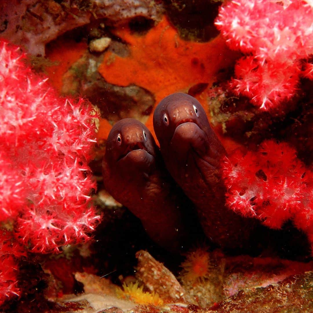 アニマルプラネットさんのインスタグラム写真 - (アニマルプラネットInstagram)「White-eyed moray eels photographed in the #IndianOcean 🌊  📹: Ullstein Bild  #Eel #Coral #Natureislit #WildlifePhotography」7月16日 22時00分 - animalplanet