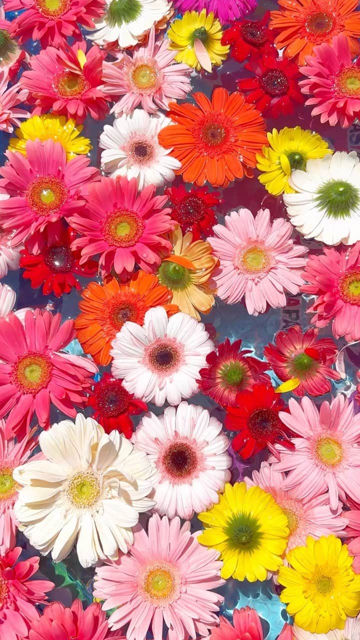 岡部あゆみのインスタグラム：「最近の色々🤳🏻📽️🌞 水に浮かぶお花達が美しかった🪷🚿 "花手水"すごく癒される..🧊🌷🪻🌼💐✨」
