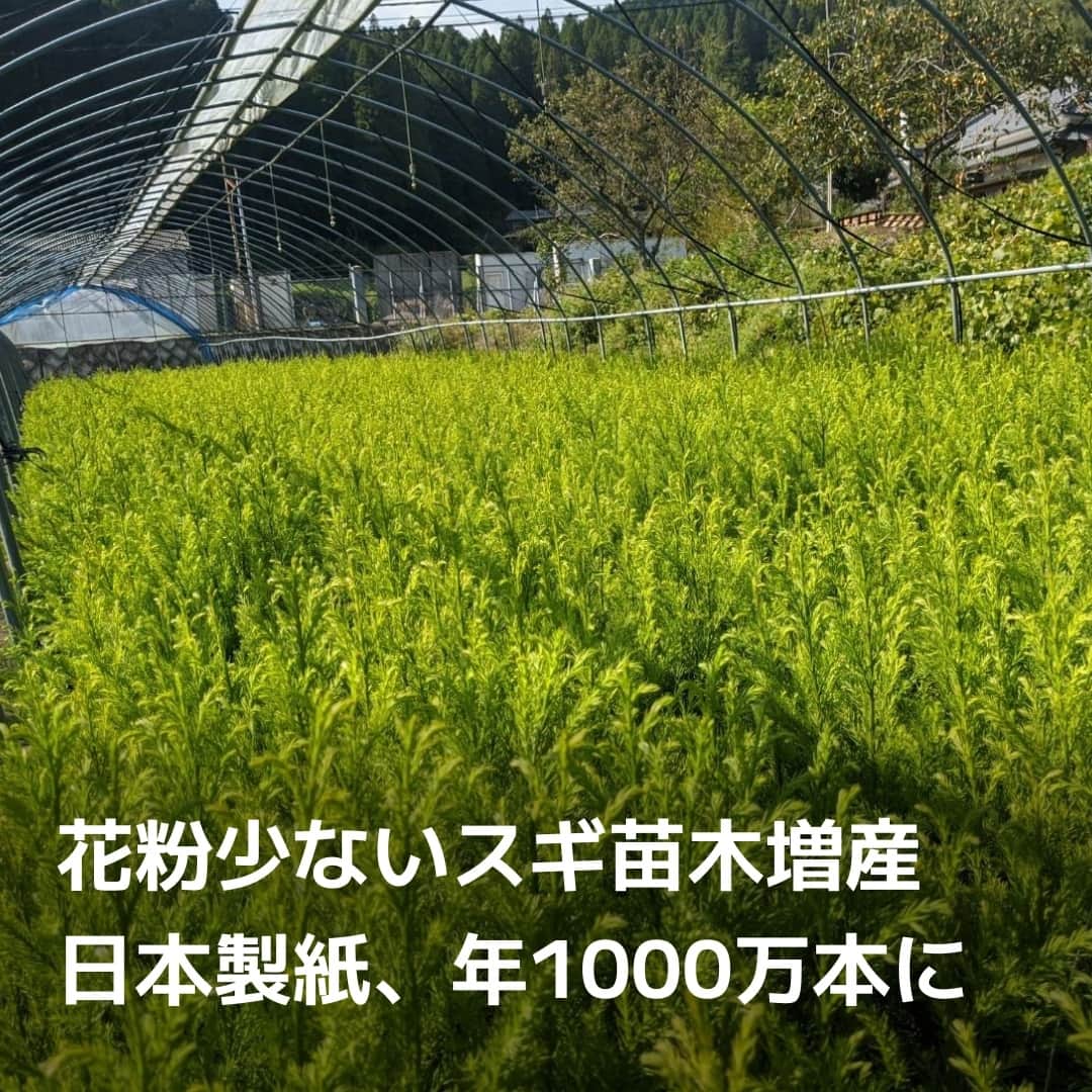 のインスタグラム：「日本製紙は従来のスギに比べて花粉量が半分以下で、1.5倍の速度で成長する「エリートツリー」の苗木を増産します。土壌や生育法などの生産技術を生かし、2030年度に23年度比で6倍の年1000万本に引き上げます。⁠ ⁠ 詳細はプロフィールの linkin.bio/nikkei をタップ。⁠ 投稿一覧からコンテンツをご覧になれます。⁠ ⁠ #日本製紙 #花粉症 #スギ花粉 #日経電子版 #ニュース」