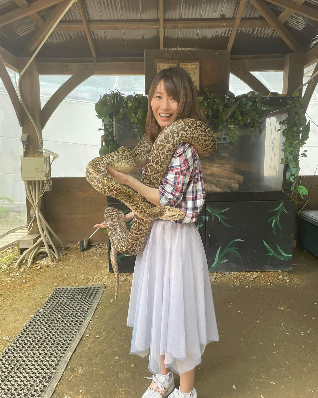 にゃんさんゴルフさんのインスタグラム写真 - (にゃんさんゴルフInstagram)「ヘビの首巻き体験🐍 ワニの抱っこ体験🐊 これは無料👏👏  アヒルのレースは なぜかゴール直前で引き返したり 謎だった！🤣うけたw  1位ピンクは当たったけど　 2位は白だったー🤪ハズレ🤣  #ノースサファリサッポロ #ヘビ#ワニ#アヒル#アヒルのレース #北海道旅行#札幌旅行#国内旅行 #動物好きな人と繋がりたい  #hokkaido#sapporo」7月16日 22時34分 - miiiii0228