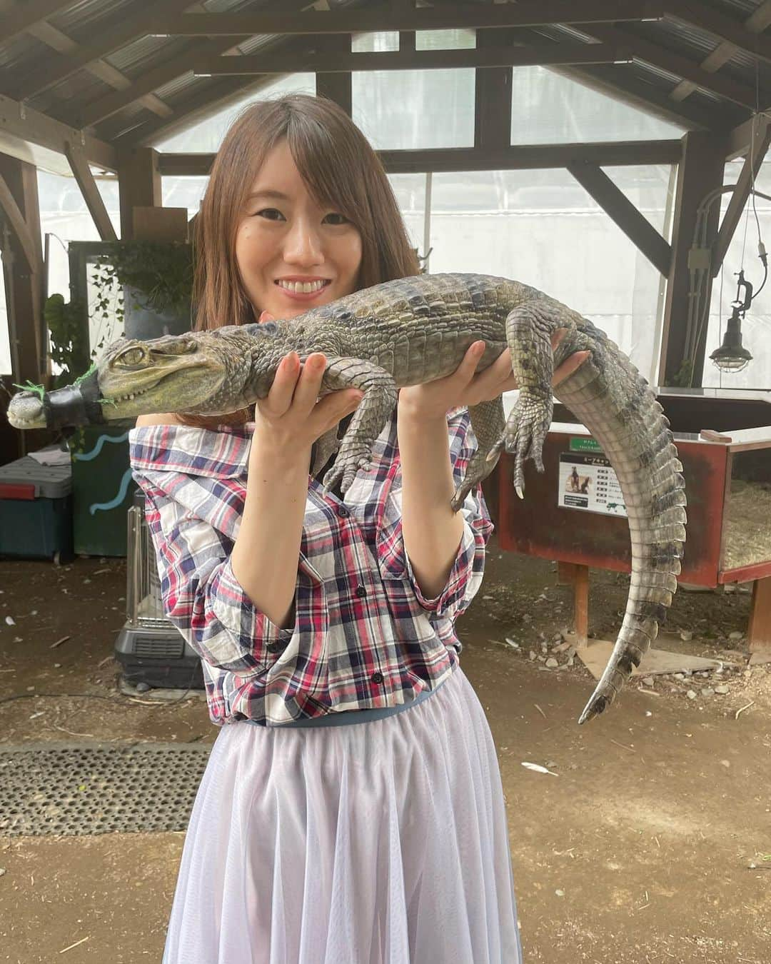 にゃんさんゴルフさんのインスタグラム写真 - (にゃんさんゴルフInstagram)「ヘビの首巻き体験🐍 ワニの抱っこ体験🐊 これは無料👏👏  アヒルのレースは なぜかゴール直前で引き返したり 謎だった！🤣うけたw  1位ピンクは当たったけど　 2位は白だったー🤪ハズレ🤣  #ノースサファリサッポロ #ヘビ#ワニ#アヒル#アヒルのレース #北海道旅行#札幌旅行#国内旅行 #動物好きな人と繋がりたい  #hokkaido#sapporo」7月16日 22時34分 - miiiii0228