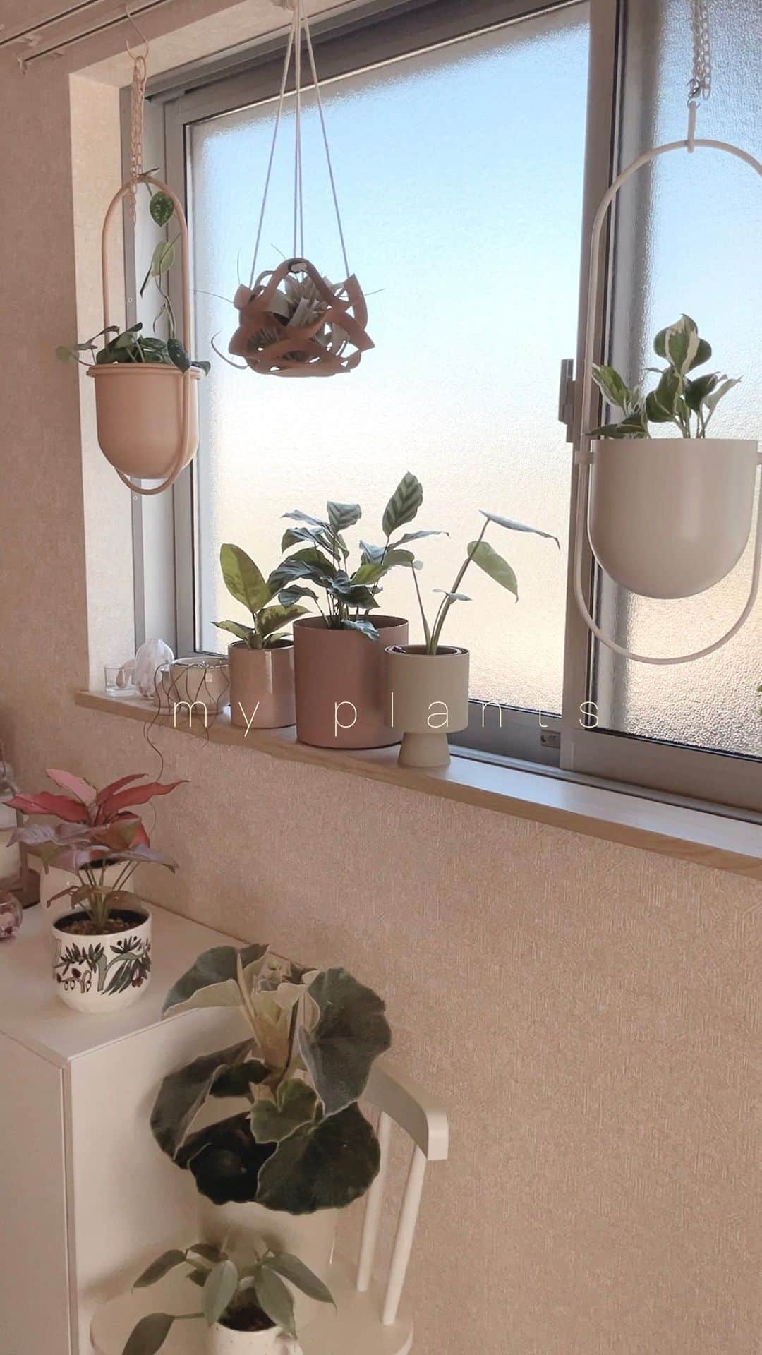 あかねこのインスタグラム：「ㅤㅤㅤㅤㅤㅤㅤㅤㅤㅤㅤㅤㅤ ルームメイト🪴🪴🪴 ㅤㅤㅤㅤㅤㅤㅤㅤㅤㅤㅤㅤㅤ 観葉植物初心者🔰だけど、 沼にハマりました🐢💖笑 植物達と暮らすとこんなに毎日が 楽しくなるなんて、、🏠♡♡ ㅤㅤㅤㅤㅤㅤㅤㅤ ㅤㅤㅤㅤㅤㅤㅤㅤㅤㅤㅤㅤㅤ #myplants #plants #植物 #植物のある暮らし #植物のある生活 #観葉植物 #エアプランツ #インテリア#livingroom #リビング」