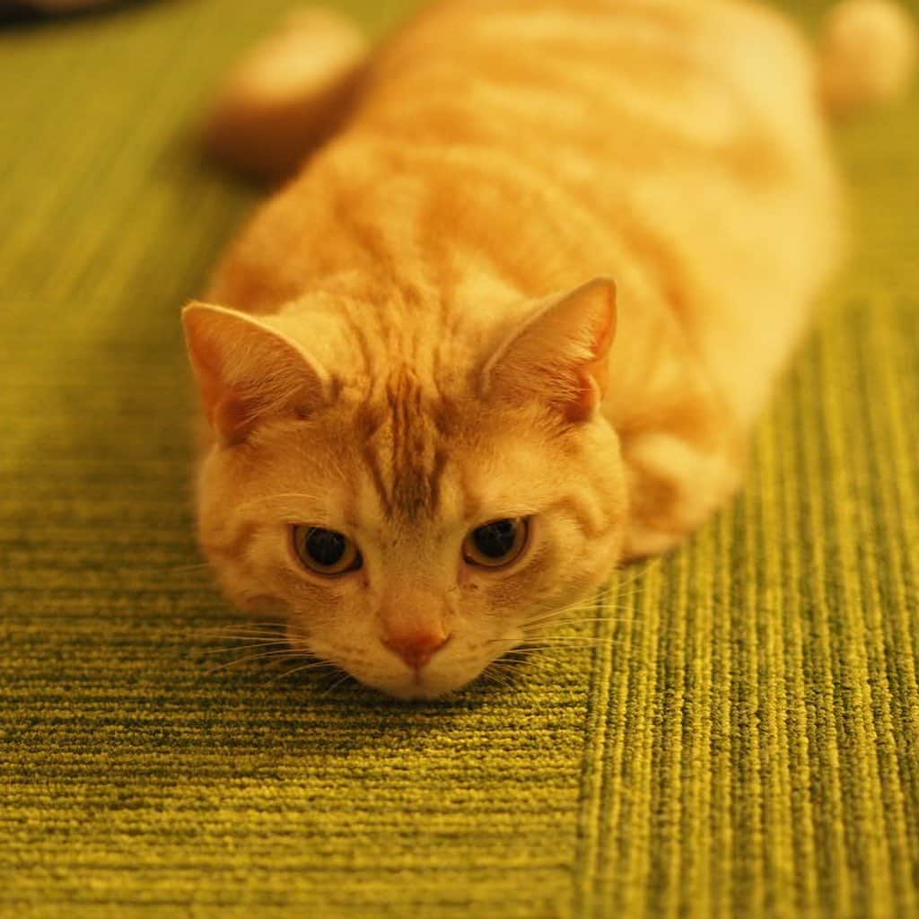 ruiruiのインスタグラム：「ツチノコみたいなこっちゃん . . #虎大朗 #スコティッシュフォールド #猫 #ねこ #にゃんこ #ネコ  #ねこ部 #ふわもこ部  #ねこすたぐらむ #にゃんすたぐらむ #ねこのいる生活 #ねこのいる暮らし #猫好きさんと繋がりたい #猫のいる暮らし #cat #instacat #catstagram  #ilovemycat #instagramcats  #meow #pet #petstagram #catstagram_japan #kitty」