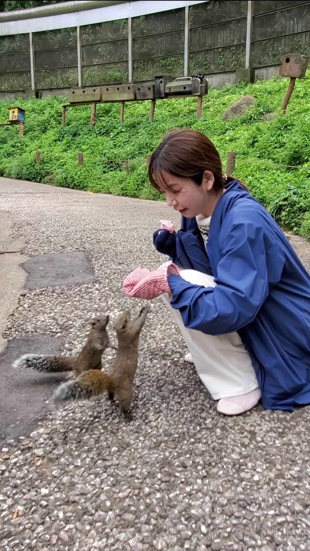 野村麻純のインスタグラム：「⁡  リス！会いたい！！！の衝動で 全く予定になかったリス園へ🐿️🐿️🐿️💨 ⁡ 日焼けをしたくなくて、行く道中に 急遽ワークマンで上着を買ったのですが 着ておいて大正解でした💪☺️ 普通に立っていても、よじ登ってくるリスたち🧗‍♂️ お腹が空いてるタイミングだったのかな〜 彼らは手袋・エサ袋をしっかり把握していました🥹💮 急に動くと驚かせてしまうかなと思い(私の見解 ほぼ不動の私です🧍‍♀️⏸️ ⁡ ⁡ 手のひらのエサを食べ終わっても もうエサは無いんだよ〜って説明しても ねぇねぇまだあるんでしょ？隠してるんでしょ？ みたいな感じで手袋を何度も確認してくるし 普通に顔を見て訴えかけてきて、圧がすごい🐿️⚡️ リスってこんなにグイグイくるんですね😂神ファンサ❣️ 一通り取り調べをして、エサが無いと分かったら 速攻で離れてく塩対応も嫌いじゃないよ☺️ 色んな姿を見せてくれるリスペンミ最高です〜🫰🥹 ⁡ リスたちを怖がらせないように なるべく落ち着いた雰囲気で居るよう努めたけれど ほんとは毎度キャーって叫びたいくらい可愛かったです。 悶絶..眼福...たまらなく可愛かった🫠💘 ⁡ ⁡ 鳴き声も初知りでした🐿️ゲコゲコ言うてた🐸 飼育員さんに聞いたら、求愛の声とのこと🫶 へぇ〜！ リスの鳴き声は、またストーリーズに載せますね。 ⁡ リールの最後には、ずっ〜と倒立しているリス😂 後ろ足がフェンスに挟まってるってわけでもなく 倒立したまま、ちょいちょい左右へ移動していました。 謎🤔💘　たいへん奥深い生き物です😮‍💨💘メロメロ ⁡ リスと一緒に私も颯爽と駆け回りたい〜🍃 謎の長時間倒立も出来るものならやってみたい🤸‍♀️ (中学の時に倒立で外果骨折した経験あり🩼🥺)  ⁡ ⁡ また会いに行きます🫰🌻 ⁡ #リス #町田リス園  #ペンミ #私の後ろを駆けてくリス達 #これで私も #ワークマン女子 #熱量高く長文 🐿️ #絵文字多っ ⁡」