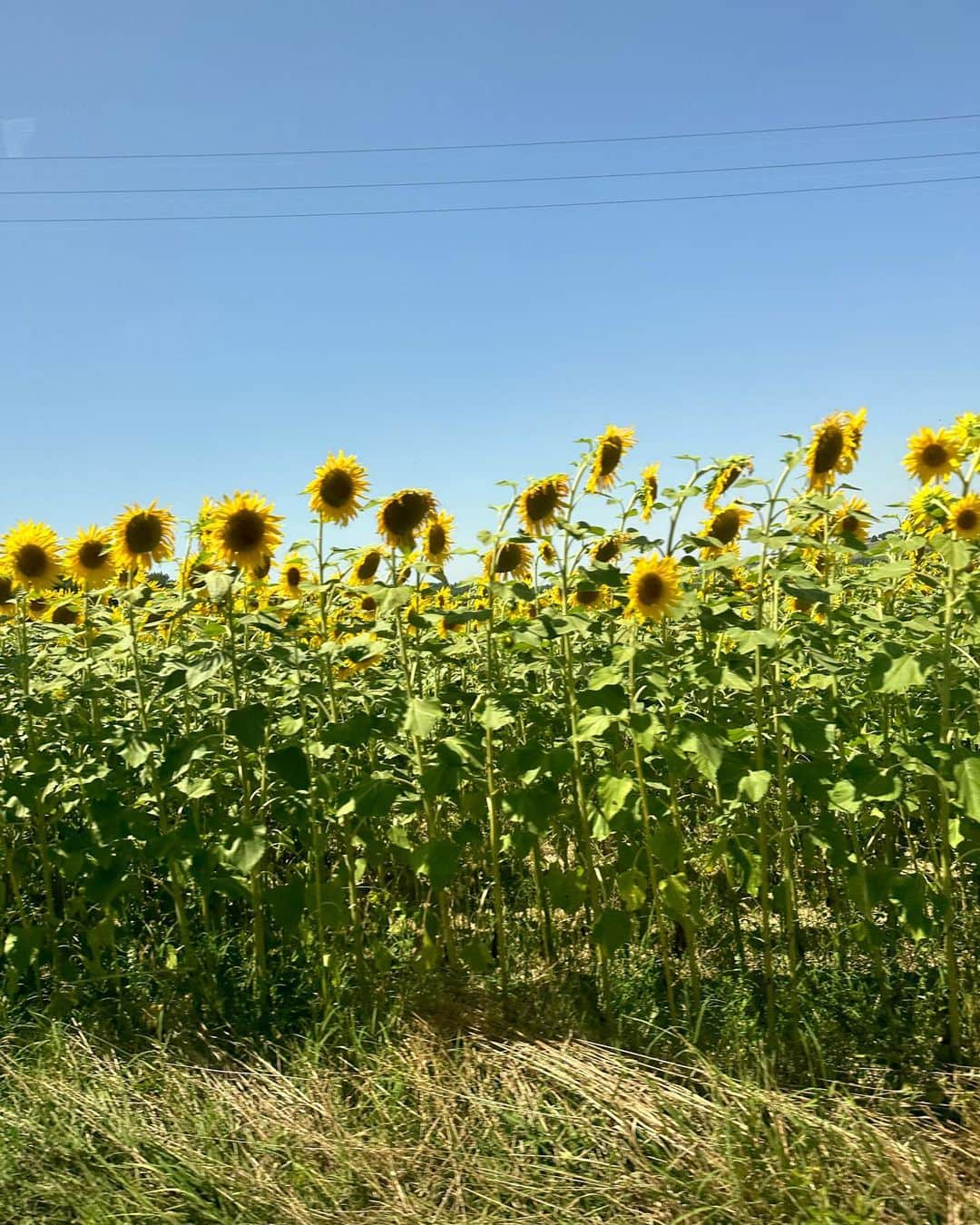 ソフィー・ターナーのインスタグラム：「🌻 🍝 ☀️」