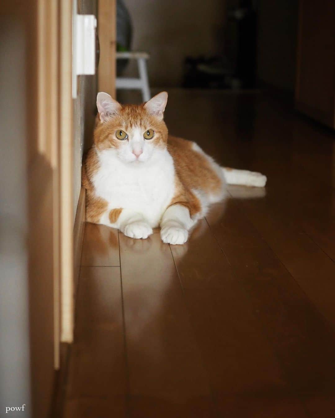 anemone_69のインスタグラム：「🐈 . #ハカセとキョウジュ #茶トラ白 #茶白 #cat #猫 #保護猫 . . .」