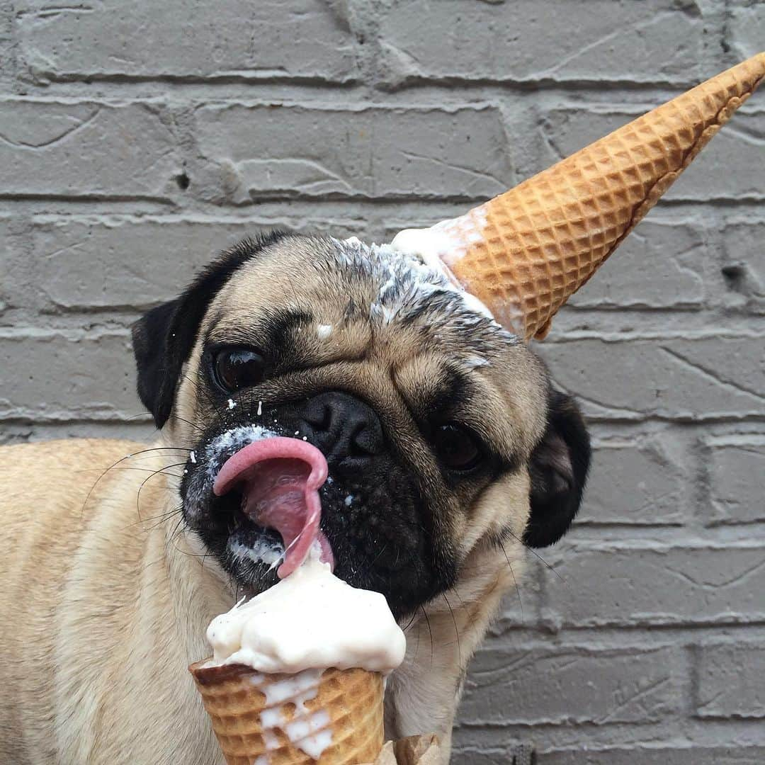 itsdougthepugさんのインスタグラム写真 - (itsdougthepugInstagram)「HAPPY NATIONAL ICE CREAM DAY!! 🍦」7月17日 0時06分 - itsdougthepug