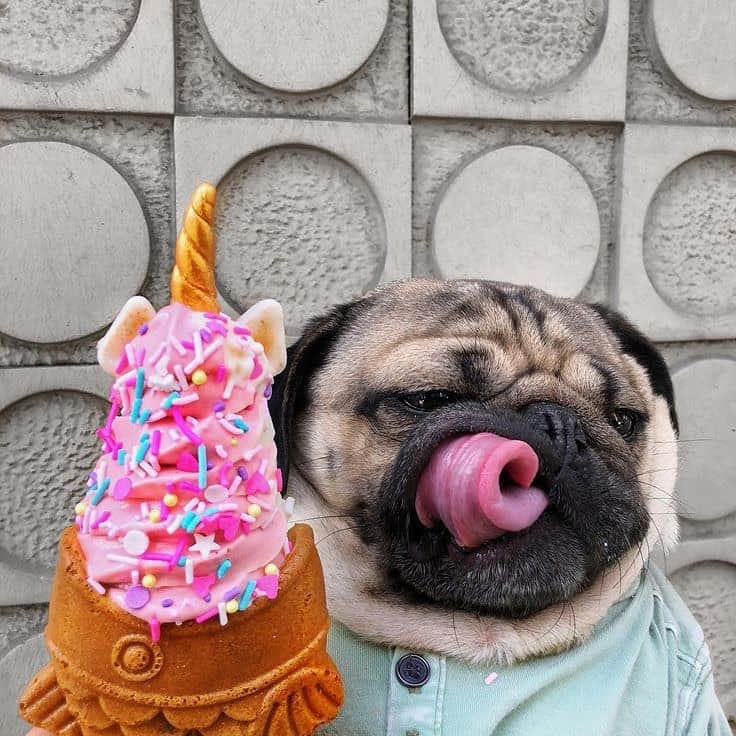 itsdougthepugさんのインスタグラム写真 - (itsdougthepugInstagram)「HAPPY NATIONAL ICE CREAM DAY!! 🍦」7月17日 0時06分 - itsdougthepug