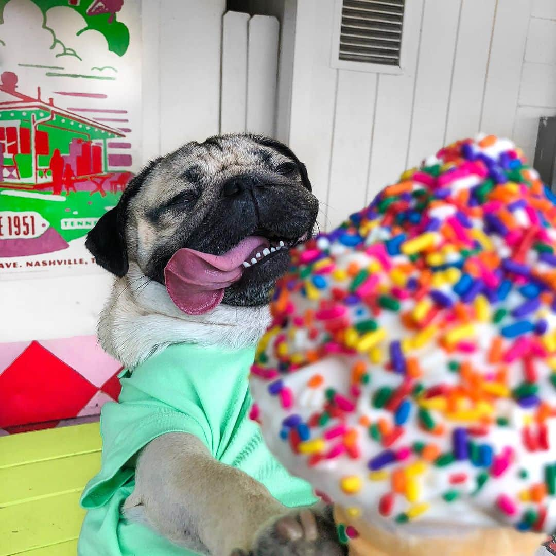 itsdougthepugさんのインスタグラム写真 - (itsdougthepugInstagram)「HAPPY NATIONAL ICE CREAM DAY!! 🍦」7月17日 0時06分 - itsdougthepug