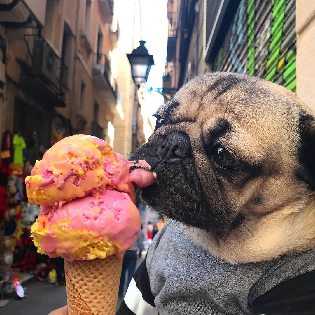 itsdougthepugさんのインスタグラム写真 - (itsdougthepugInstagram)「HAPPY NATIONAL ICE CREAM DAY!! 🍦」7月17日 0時06分 - itsdougthepug