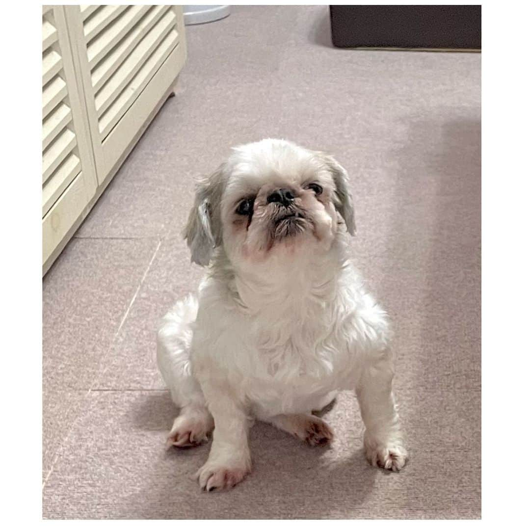 水沢史絵のインスタグラム：「このこんぶちゃん、すごくこんぶ！って感じがしてかわいい！   #shihtzu  #シーズー #こんぶちゃん」