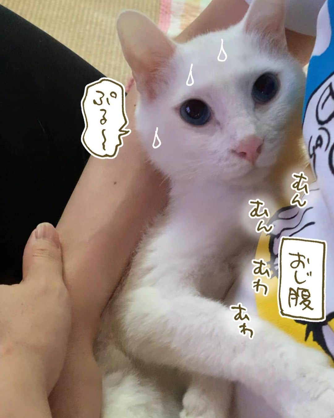 くるねこ大和さんのインスタグラム写真 - (くるねこ大和Instagram)「おじ腹に耐えられない  #おじすんとマル」7月17日 9時30分 - kuru0214neko